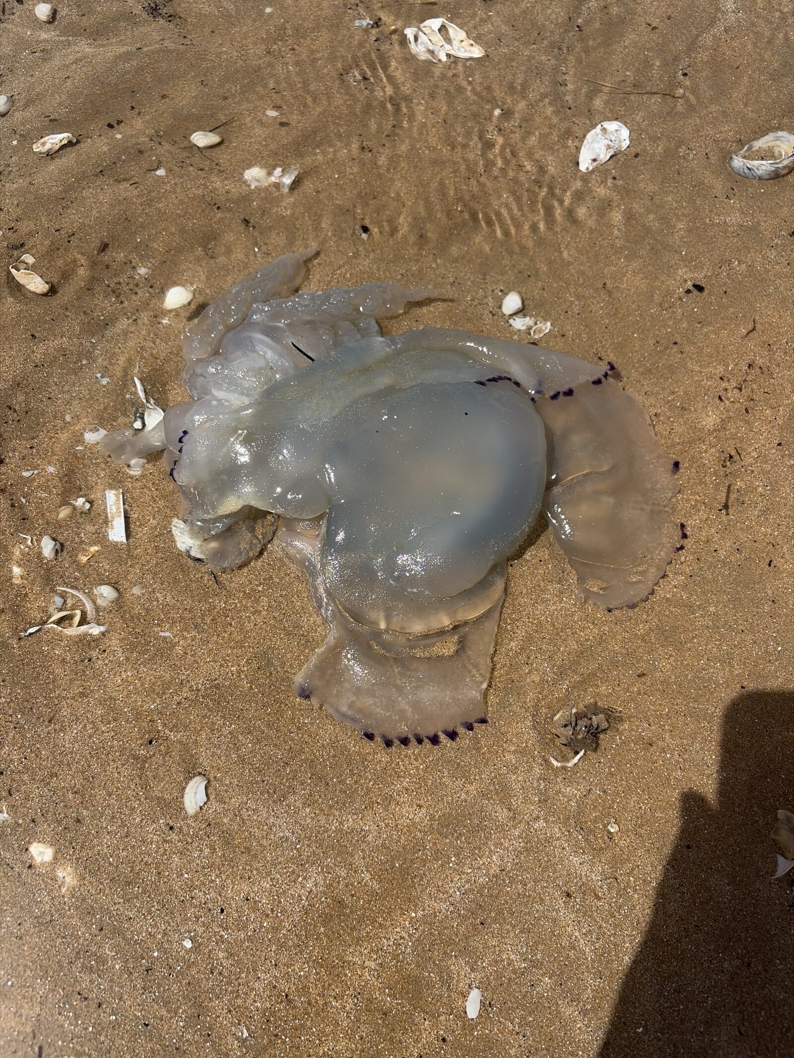 Rhizostoma octopus
