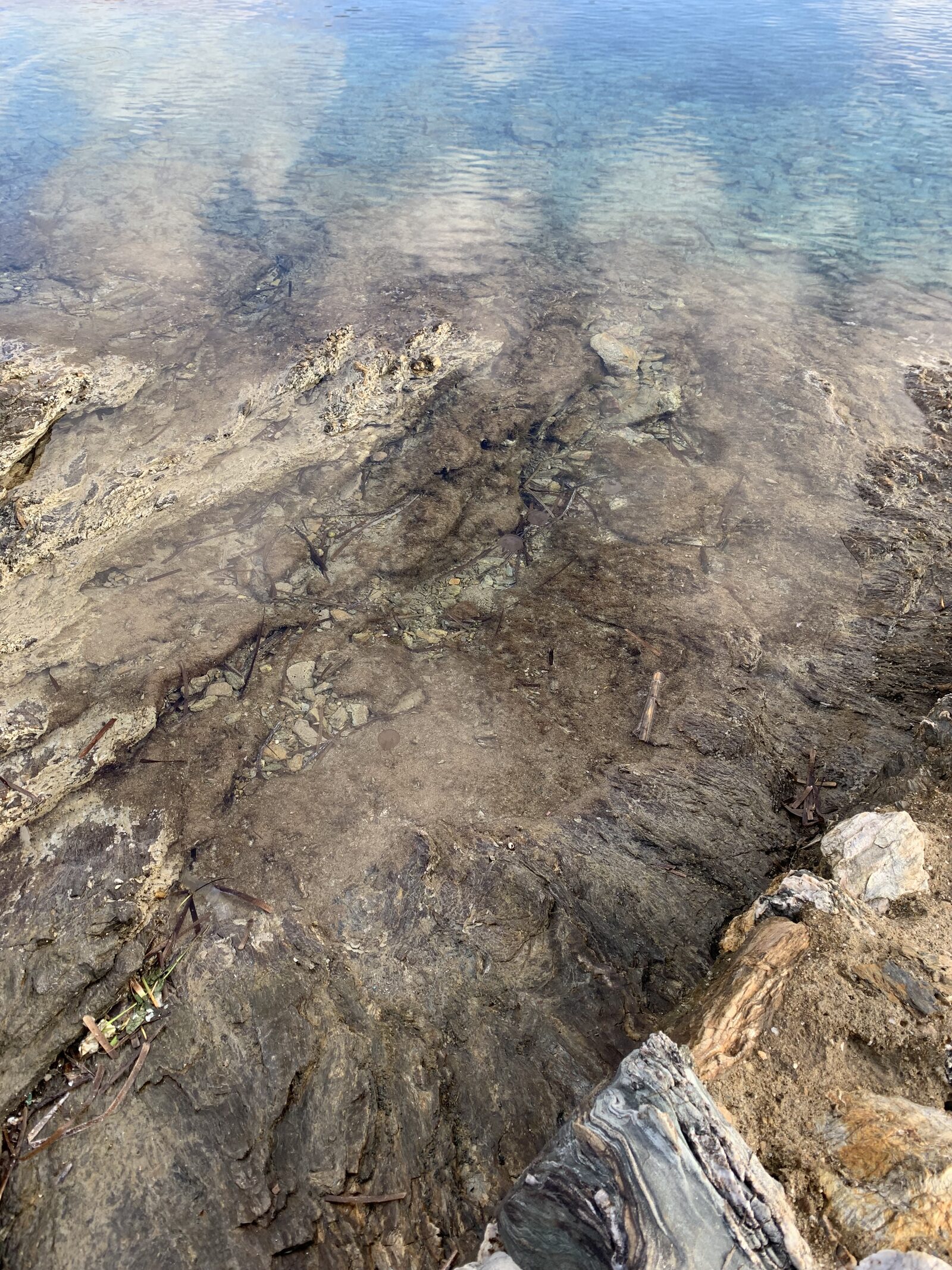Pelagia Noctiluca