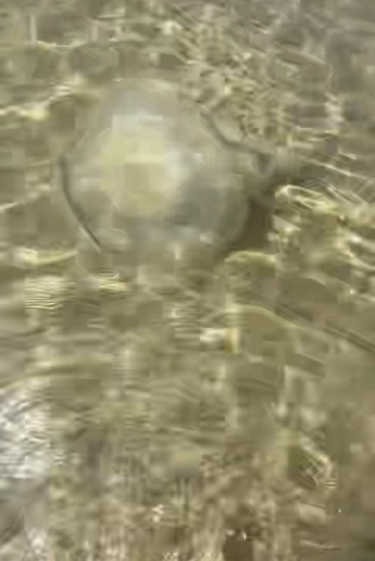 Rhizostoma octopus