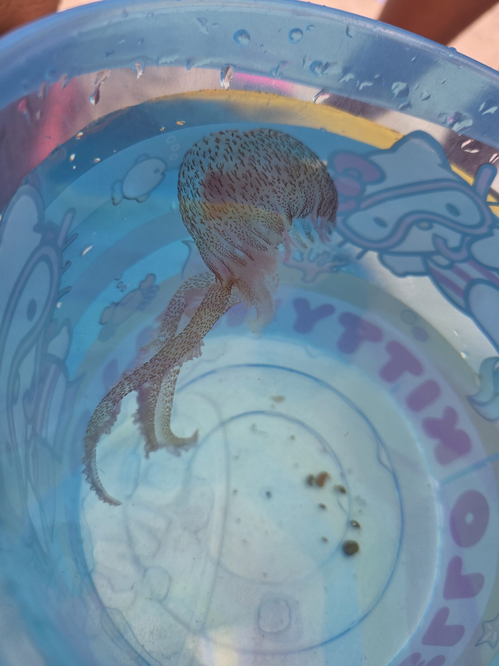 Pelagia Noctiluca