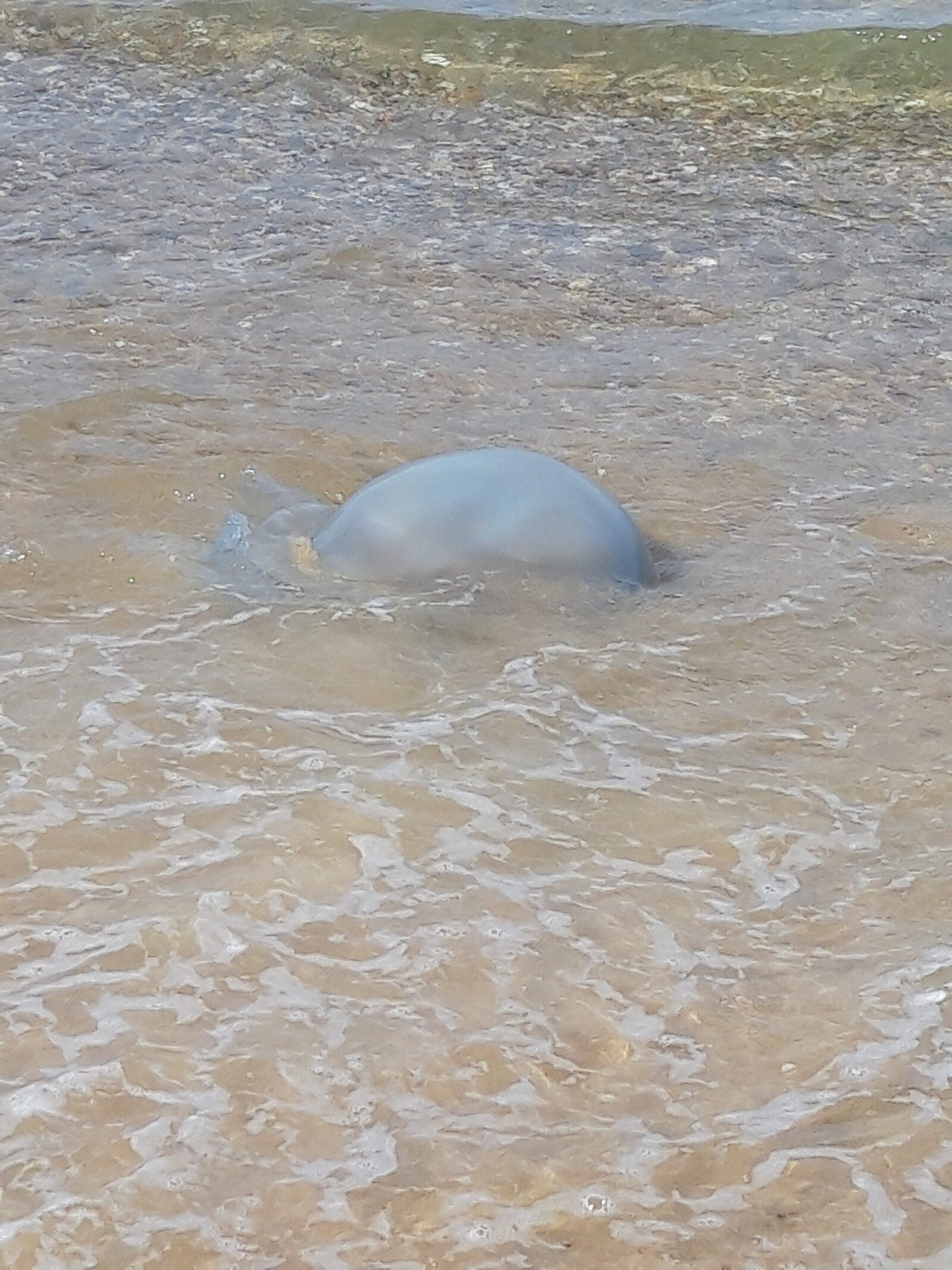 Rhizostoma octopus
