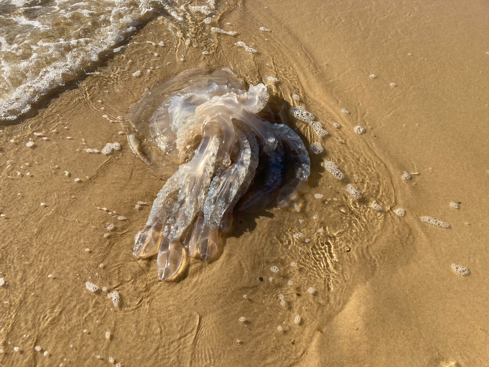 Rhizostoma octopus