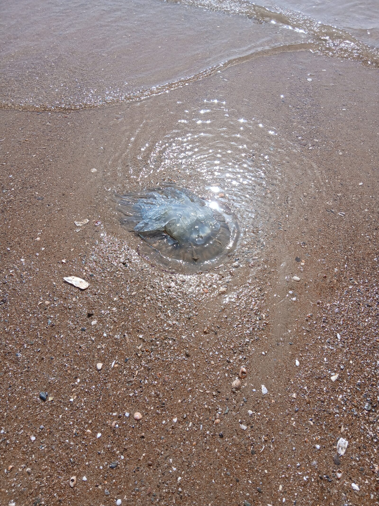 Rhizostoma octopus