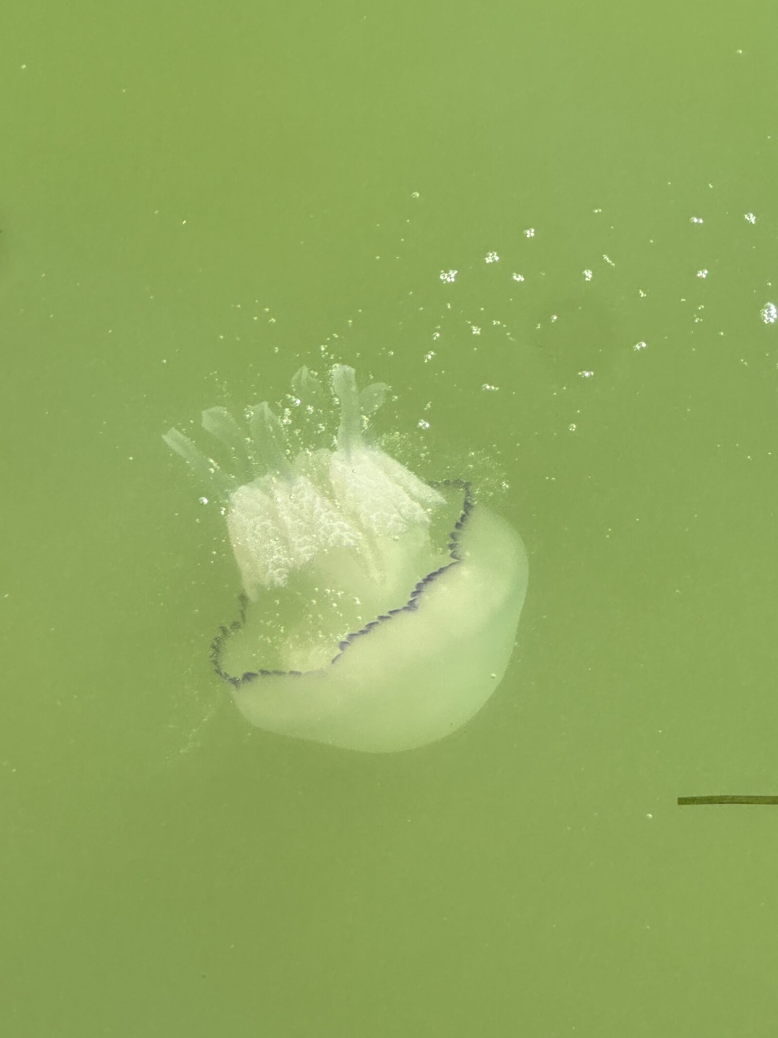 Rhizostoma octopus