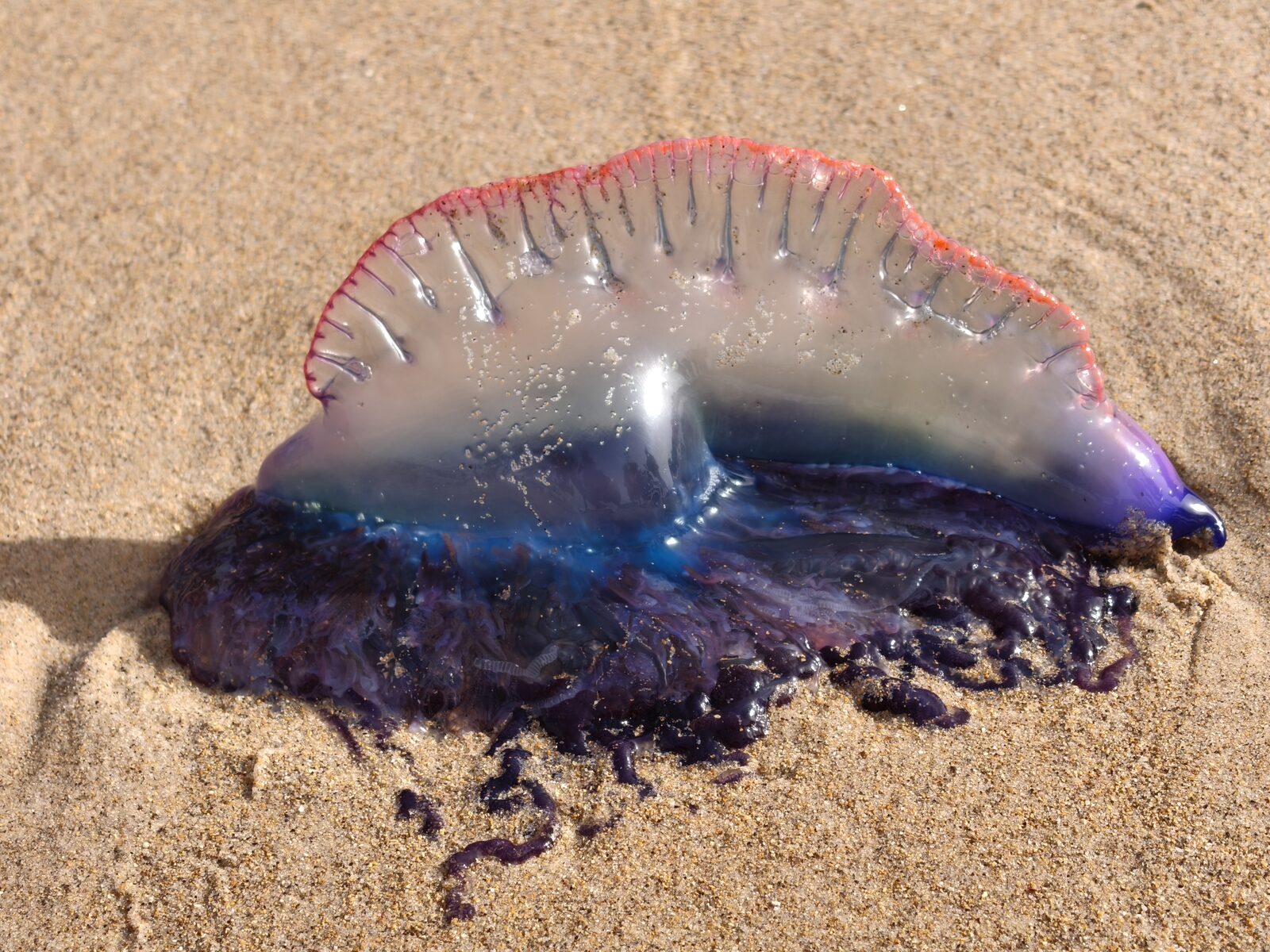 Physalia physalis