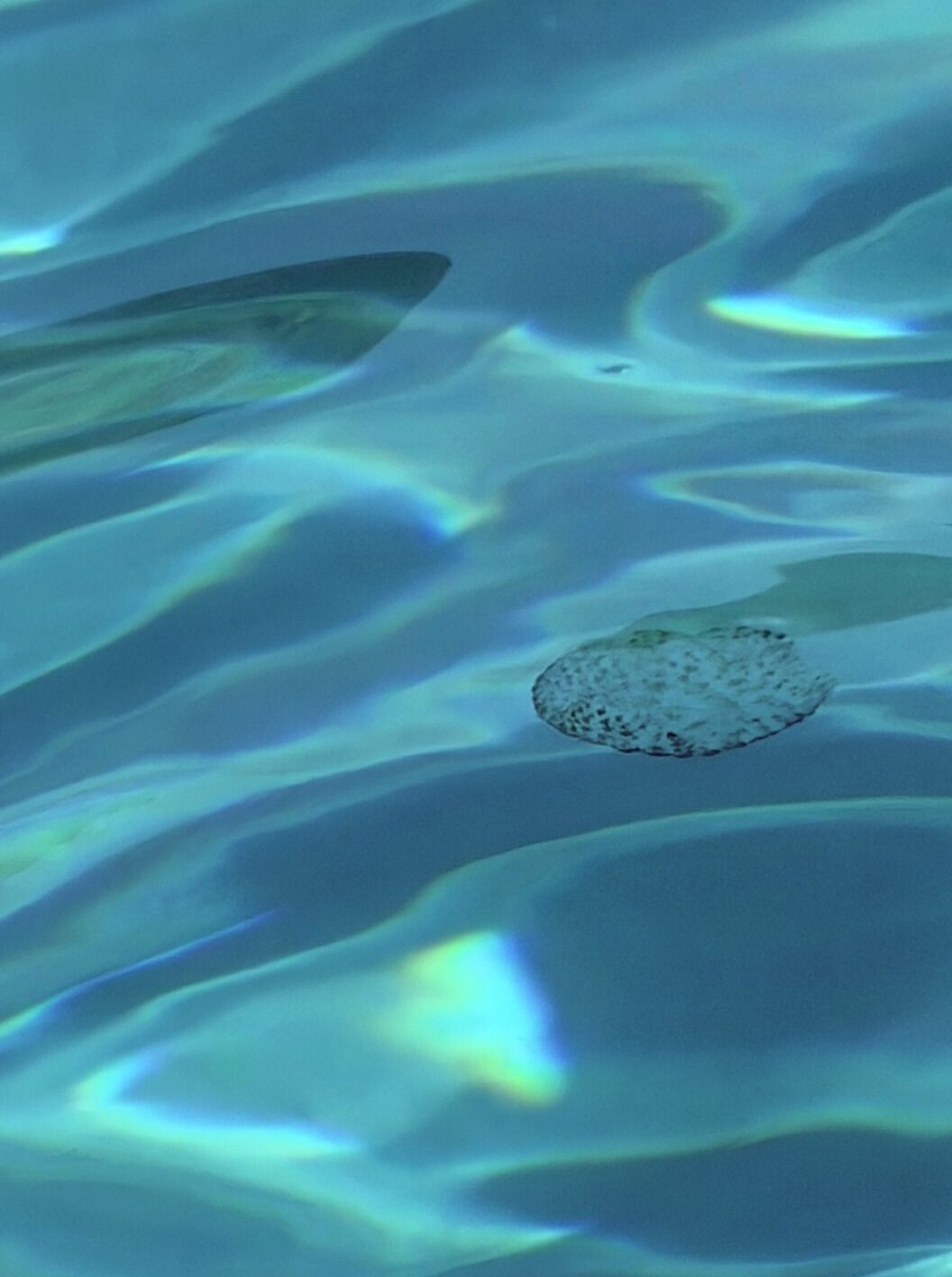 Pelagia Noctiluca