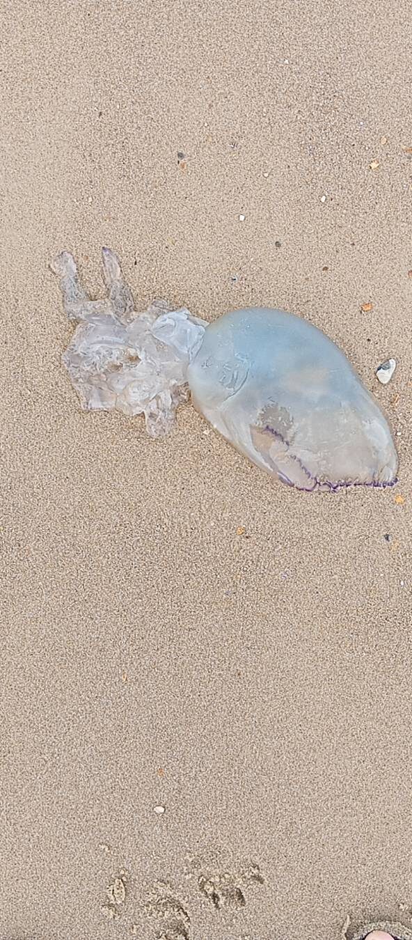 Rhizostoma octopus