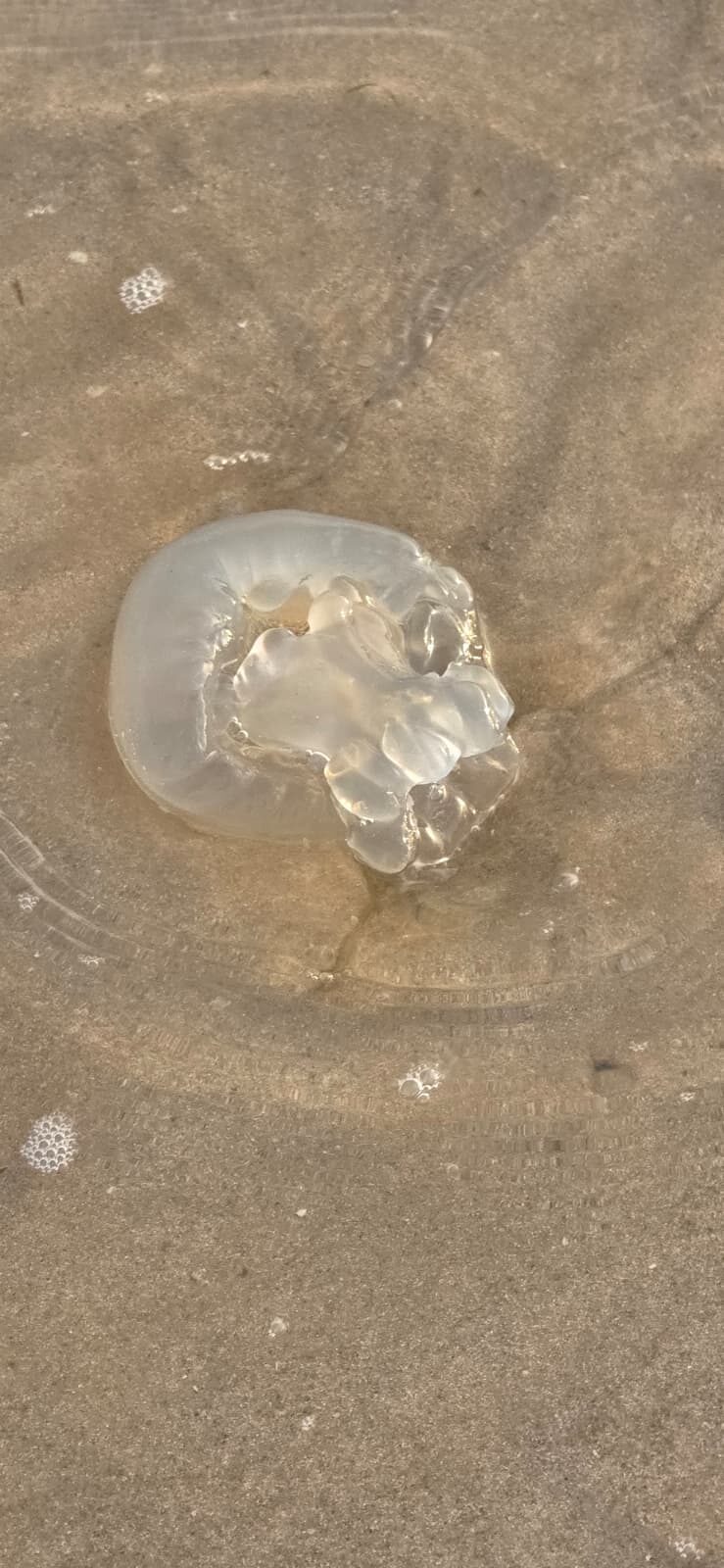 Rhizostoma octopus