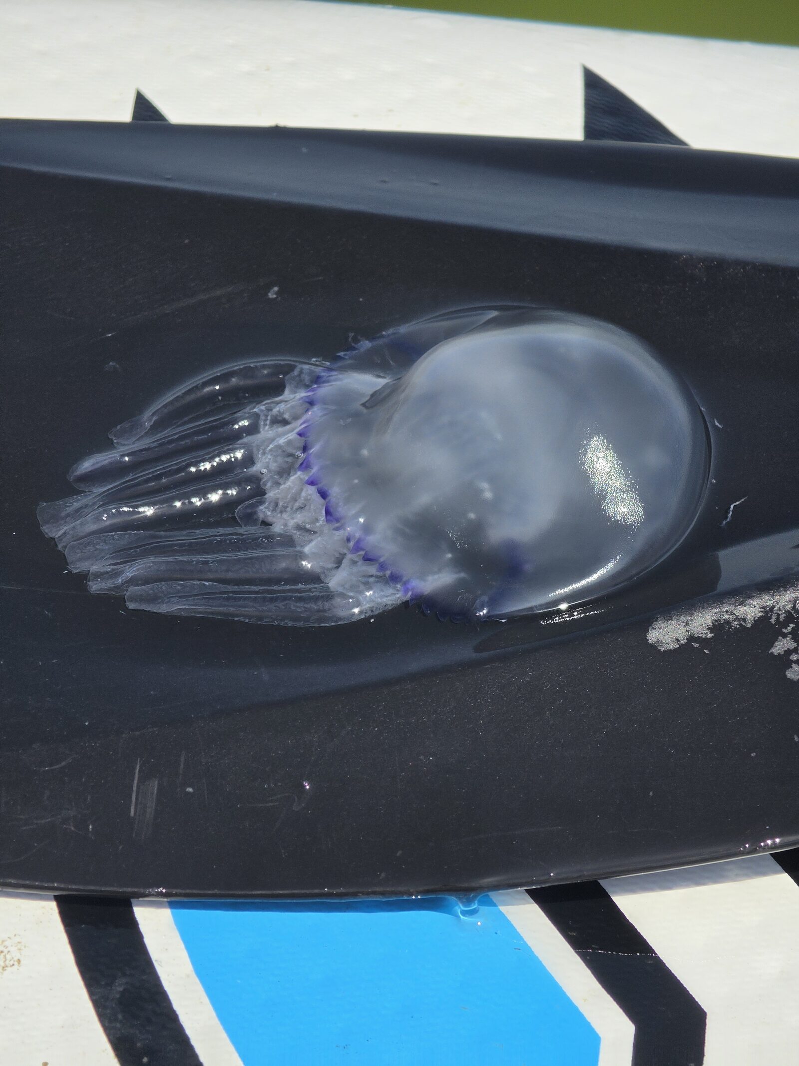 Rhizostoma octopus