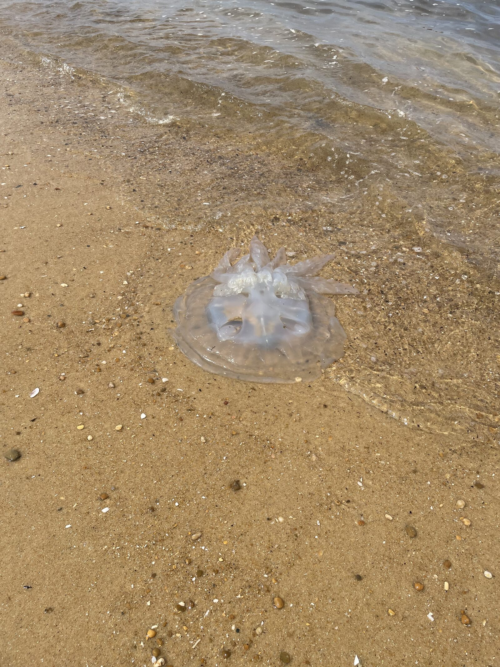 Rhizostoma octopus