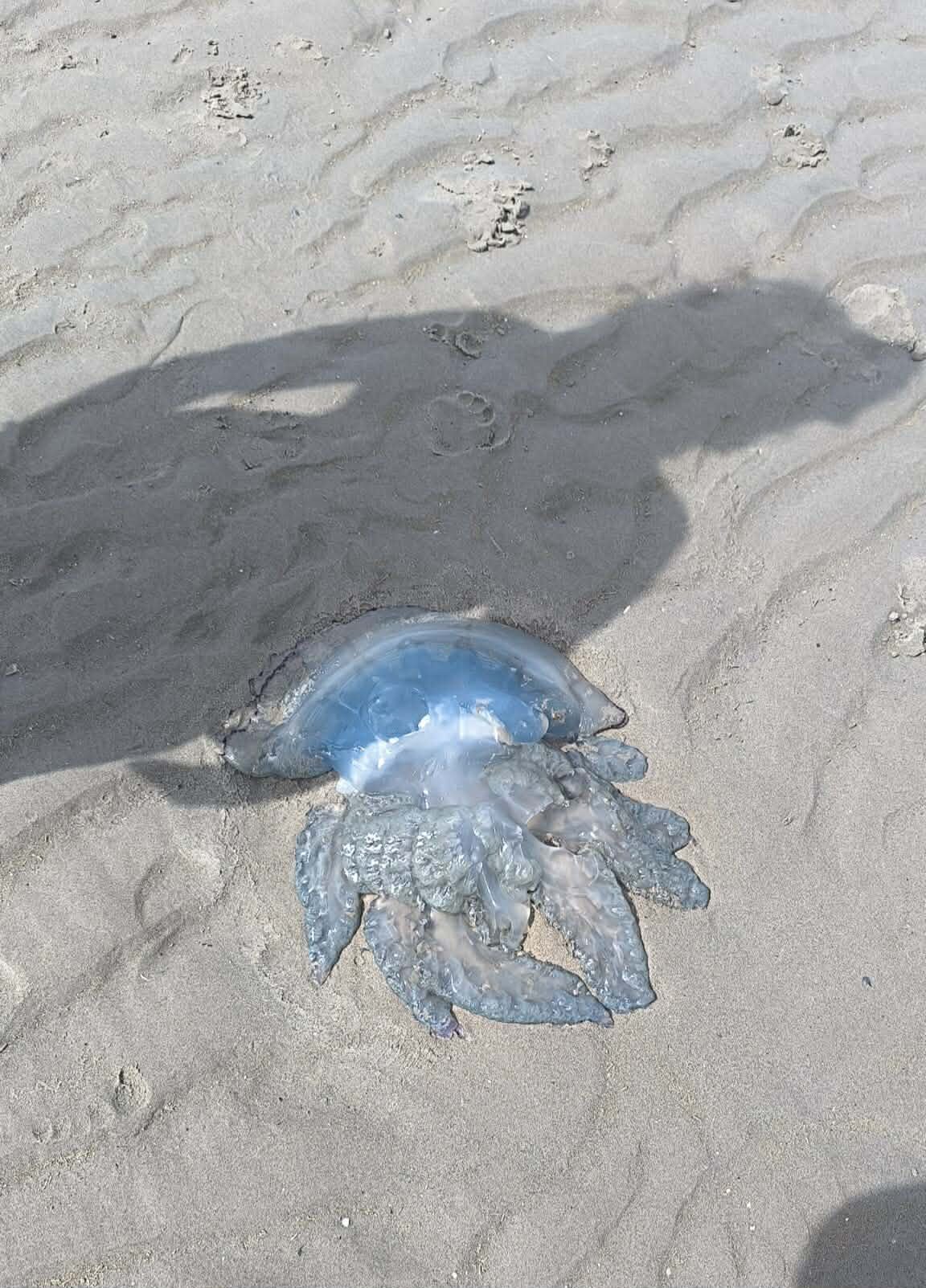 Rhizostoma octopus