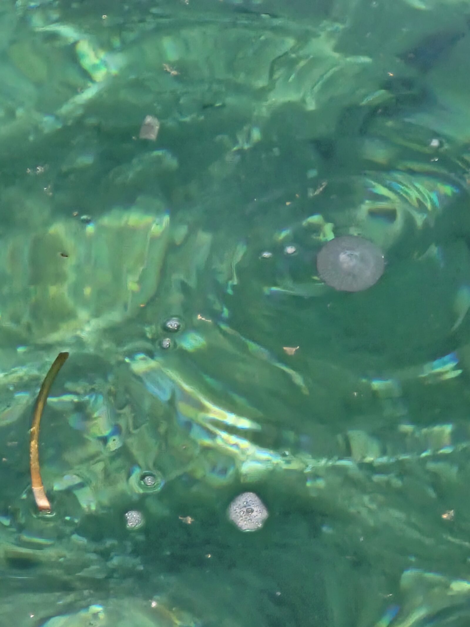 Pelagia Noctiluca