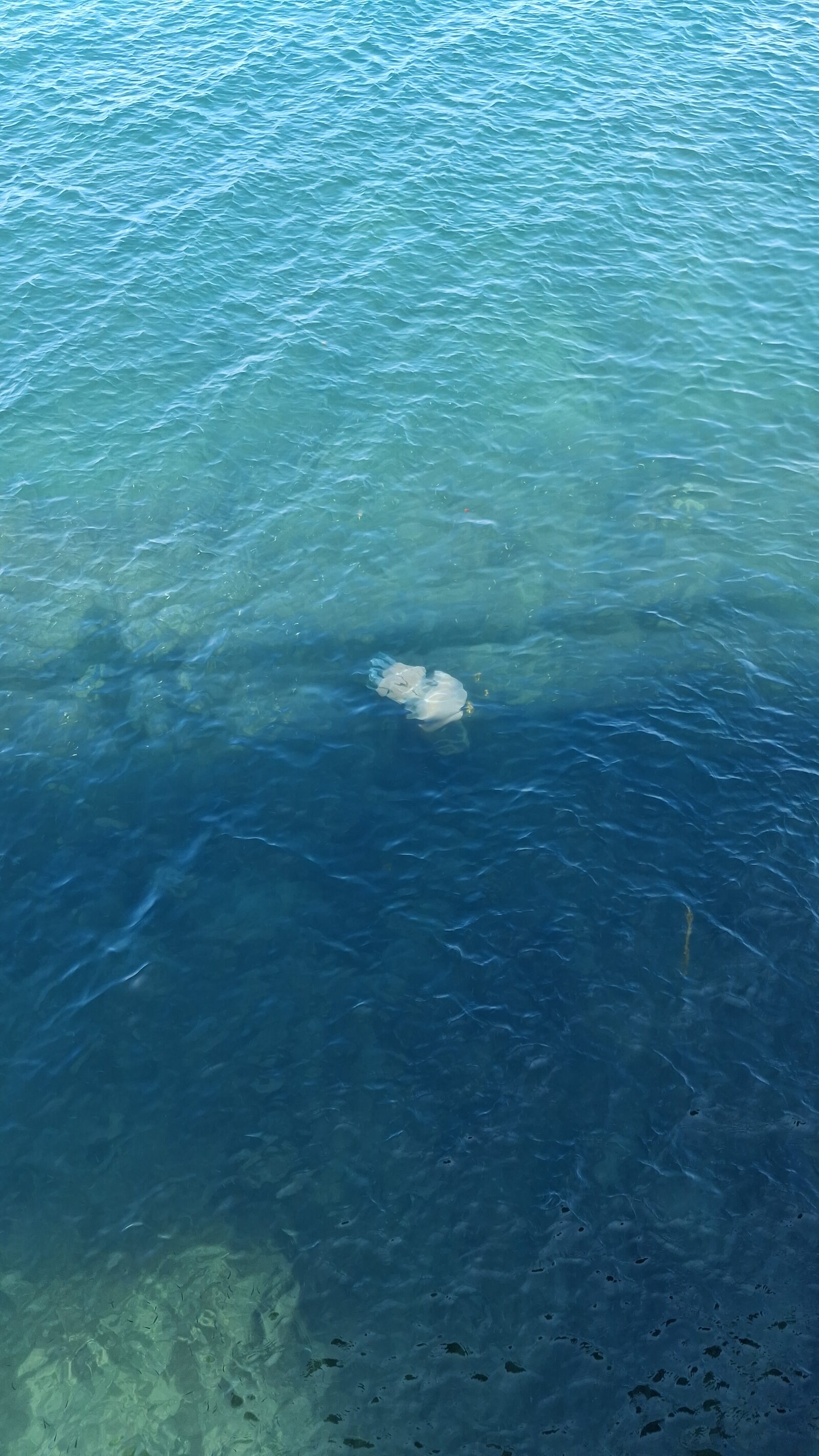 Rhizostoma octopus