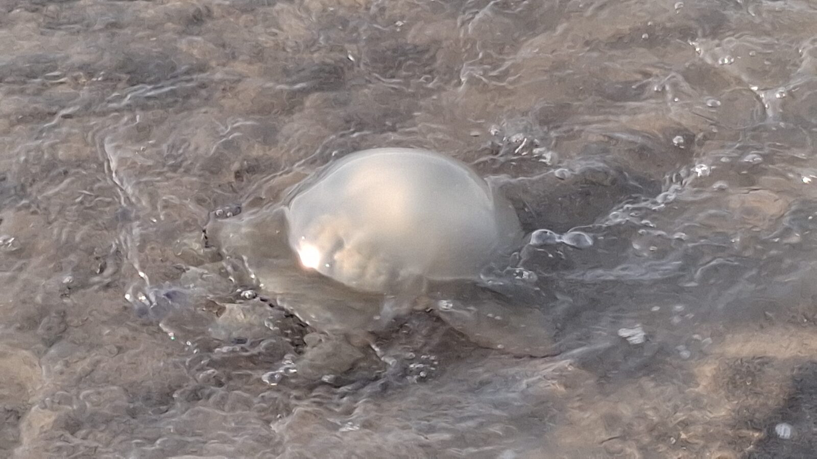 Rhizostoma octopus