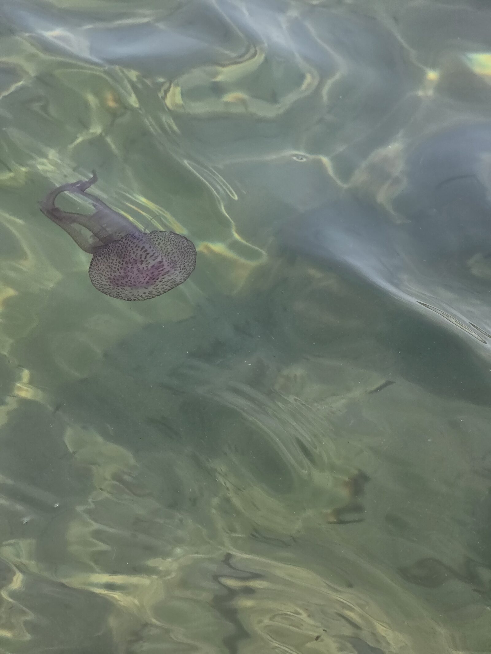Pelagia Noctiluca