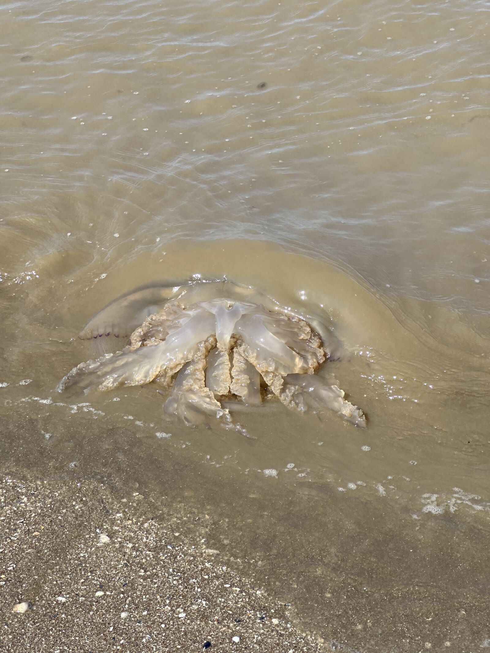 Rhizostoma octopus