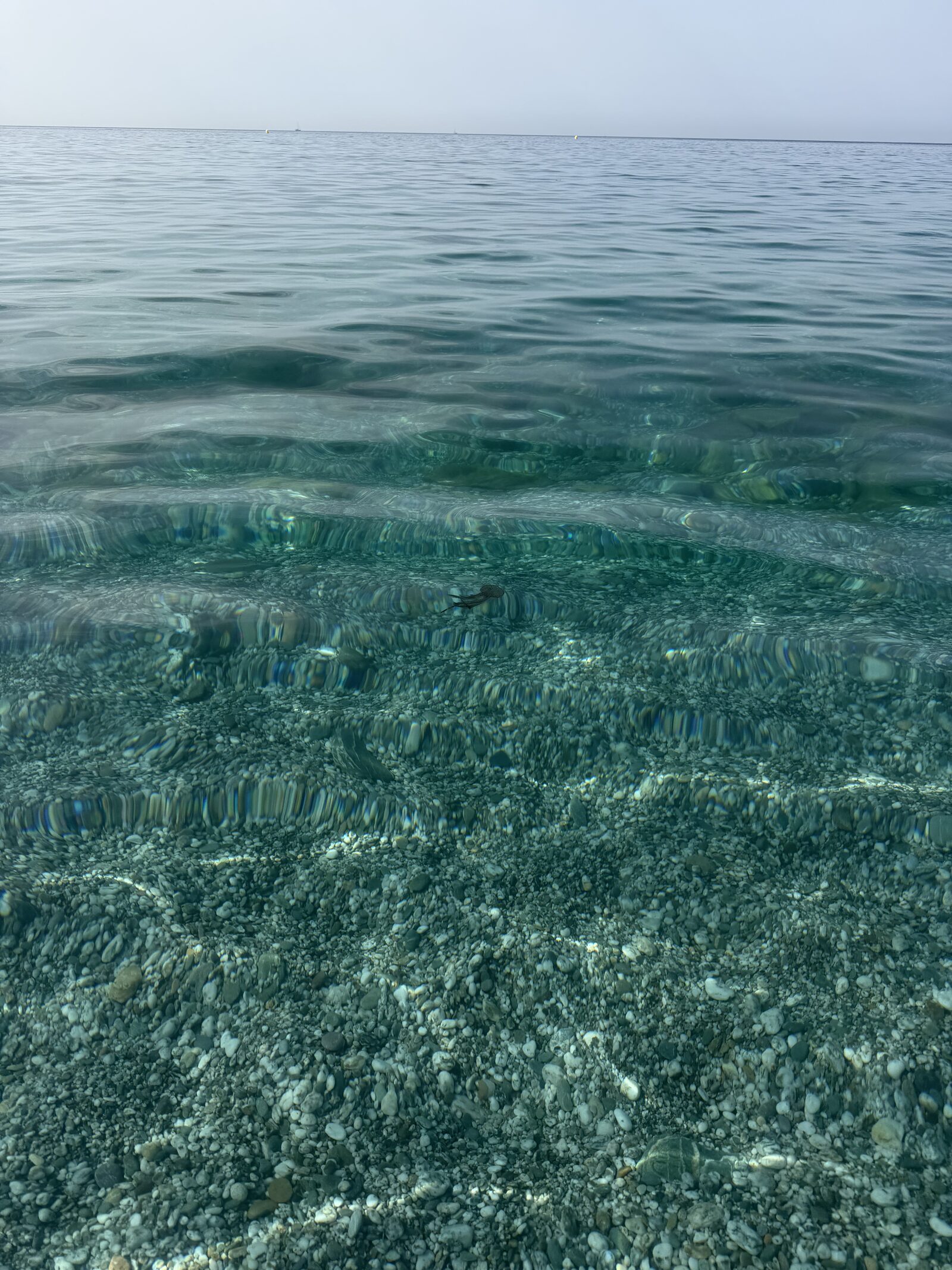 Pelagia Noctiluca
