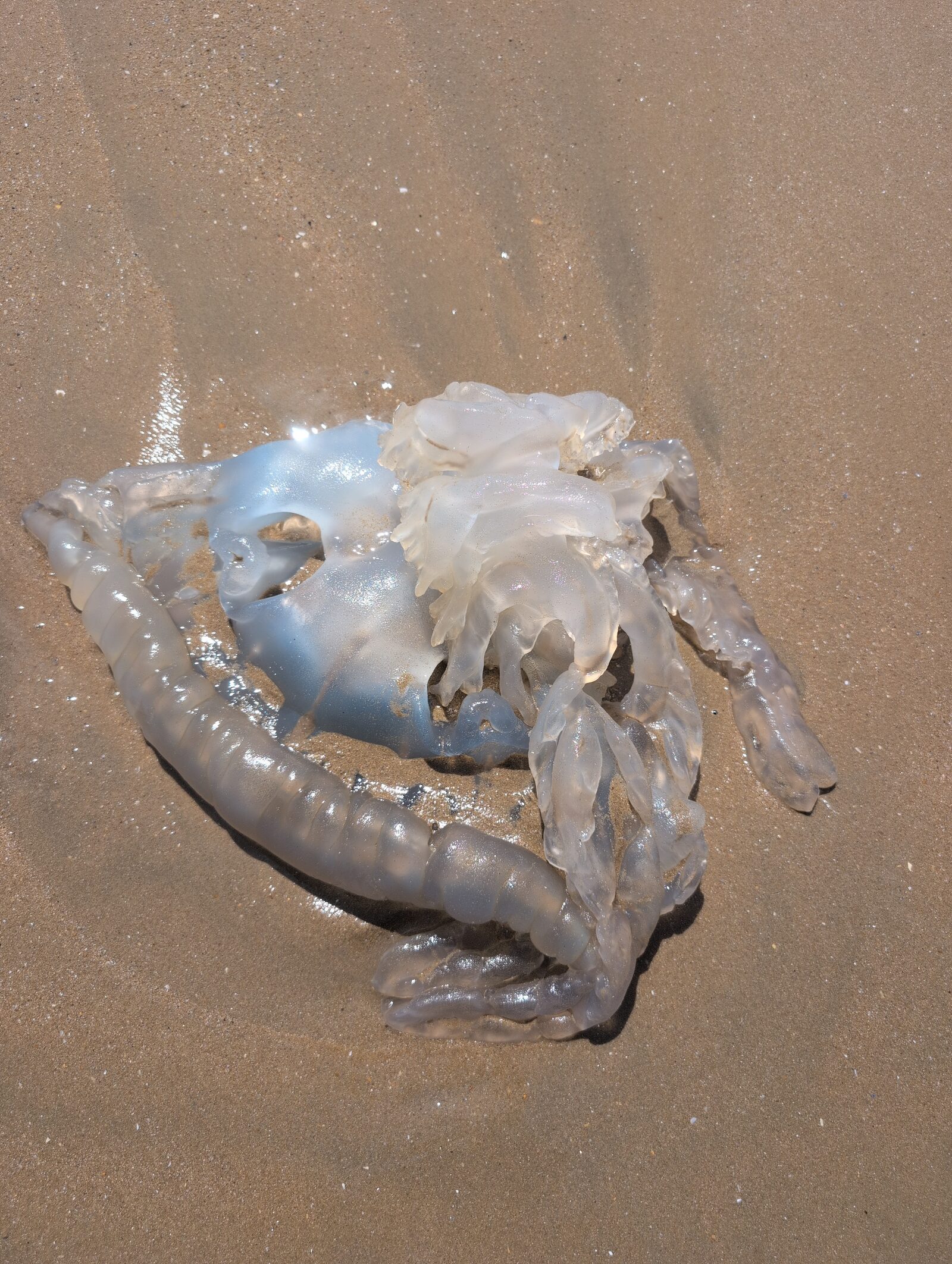 Rhizostoma octopus