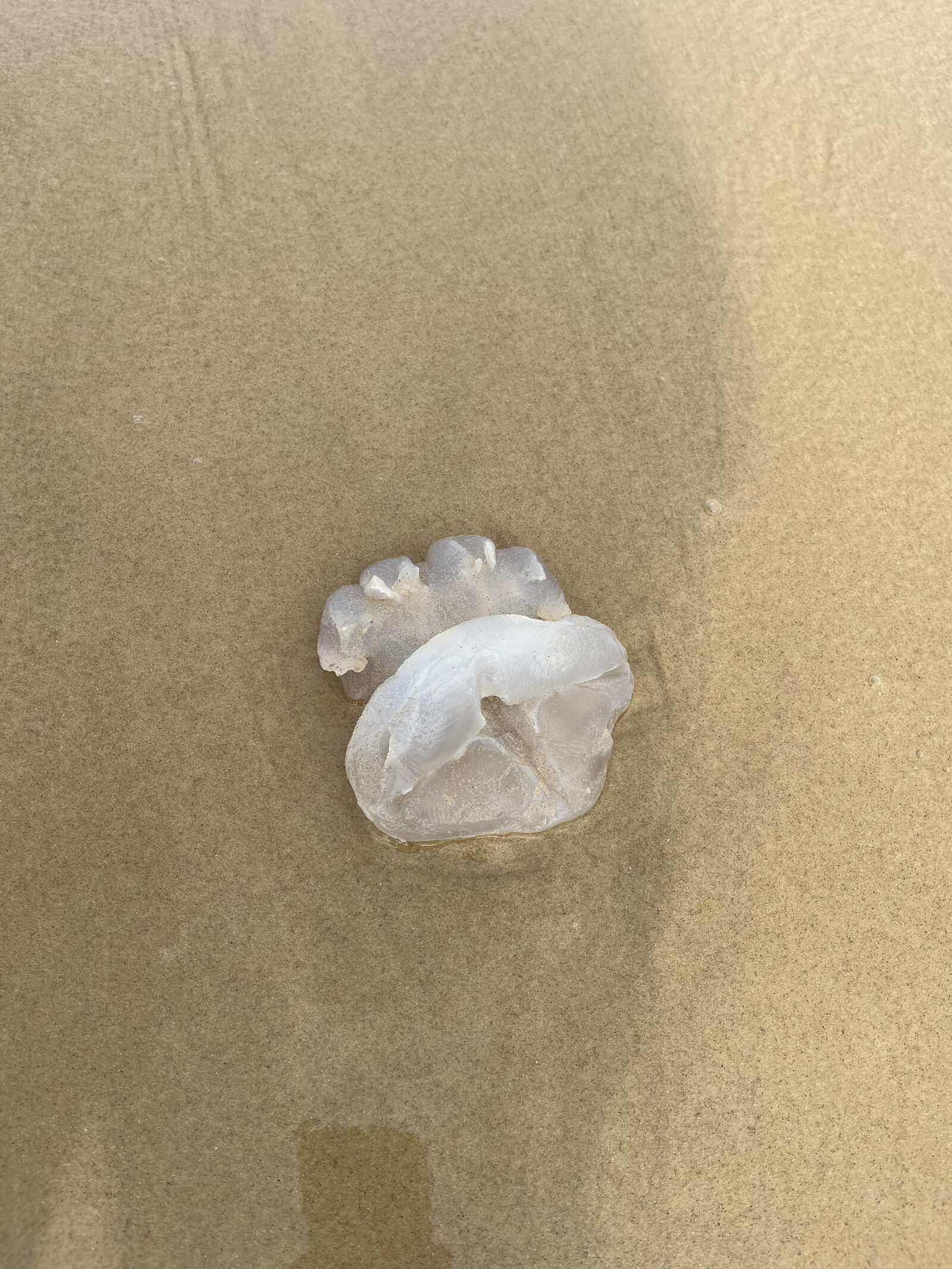 Rhizostoma octopus