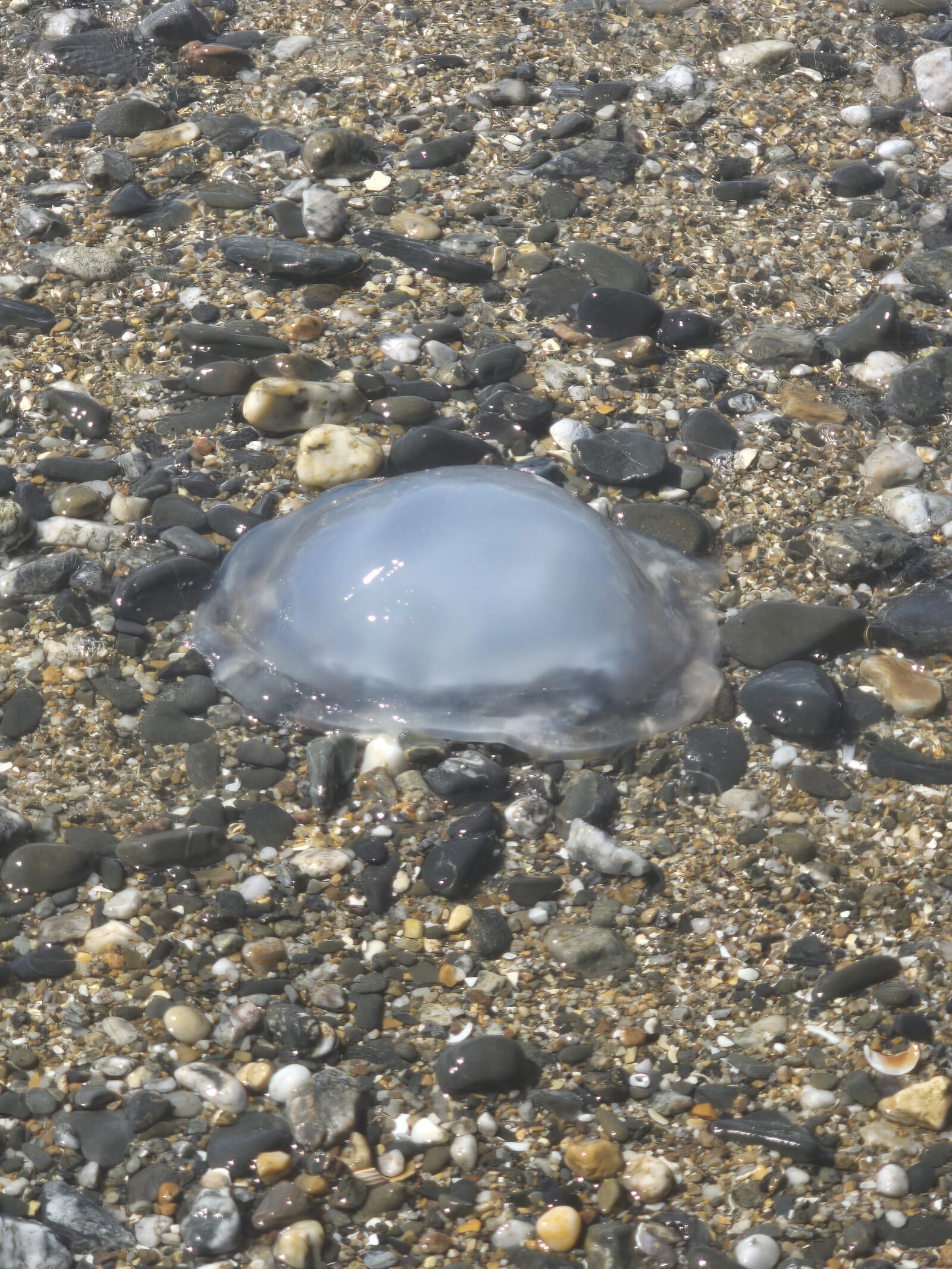Rhizostoma octopus
