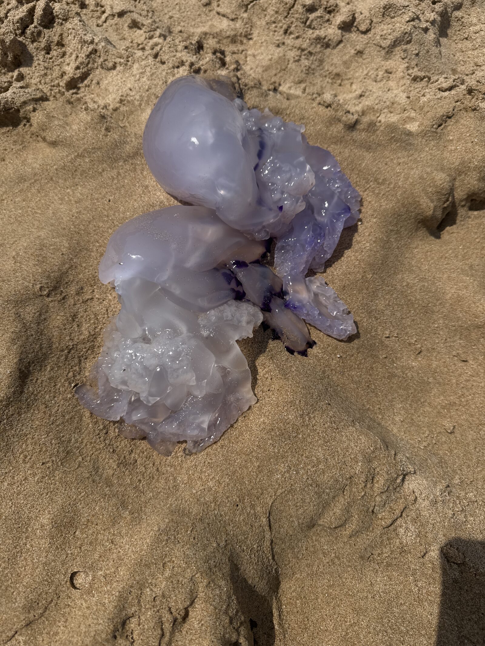 Rhizostoma octopus