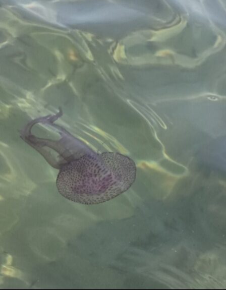 Pelagia Noctiluca