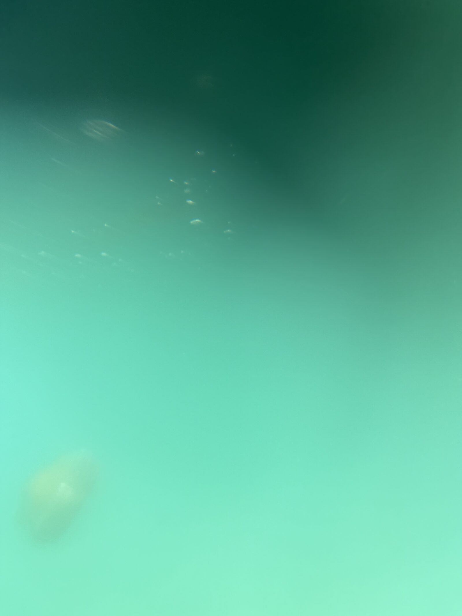 Pelagia Noctiluca