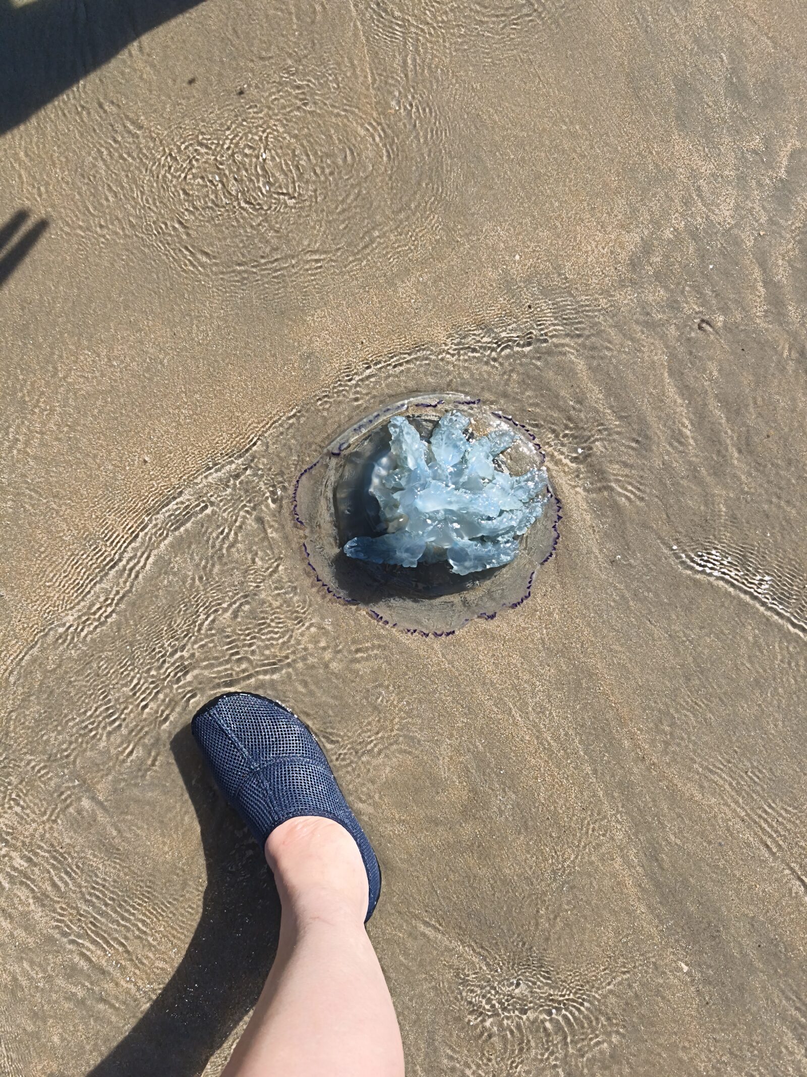 Rhizostoma octopus