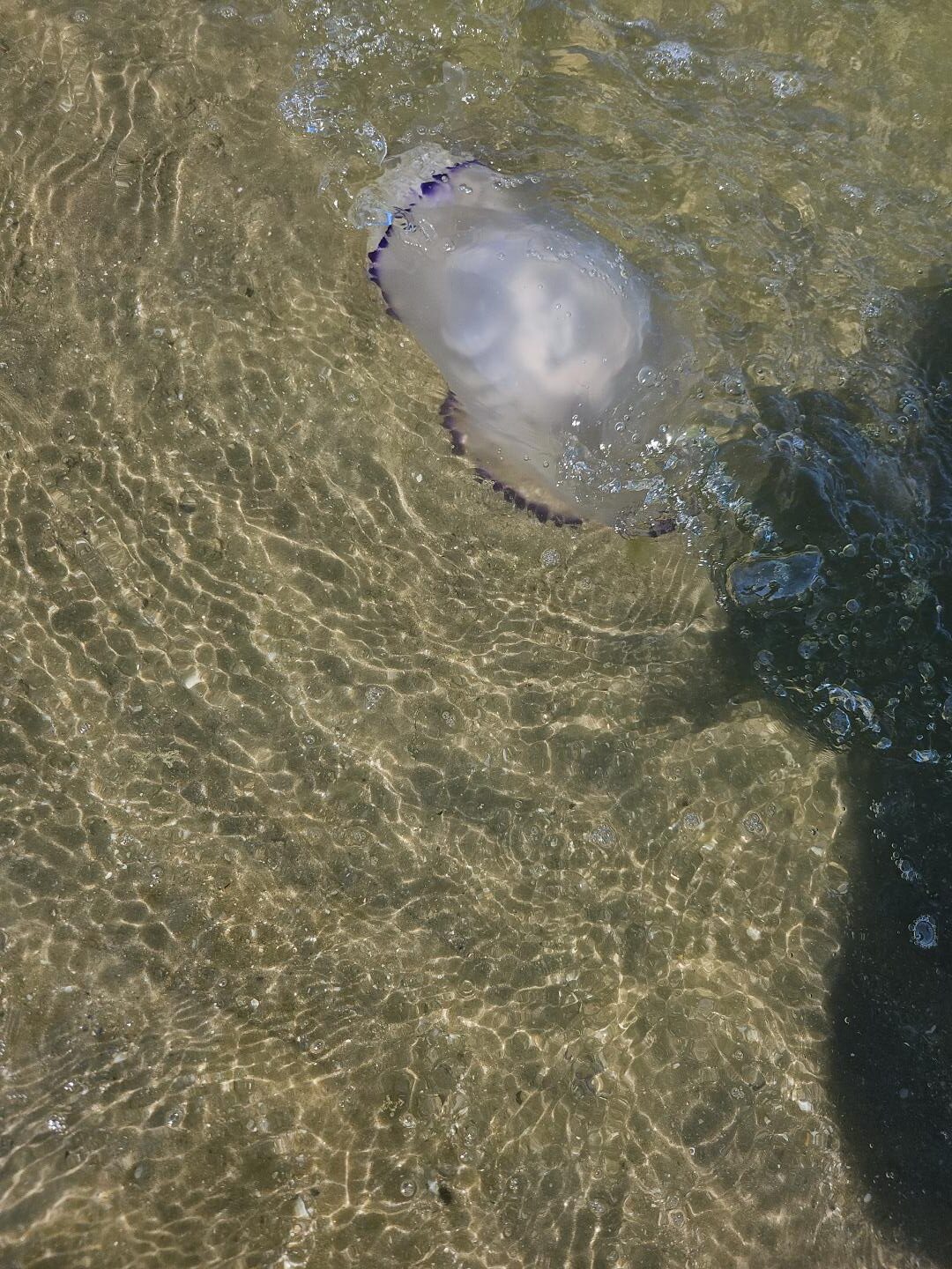 Rhizostoma octopus