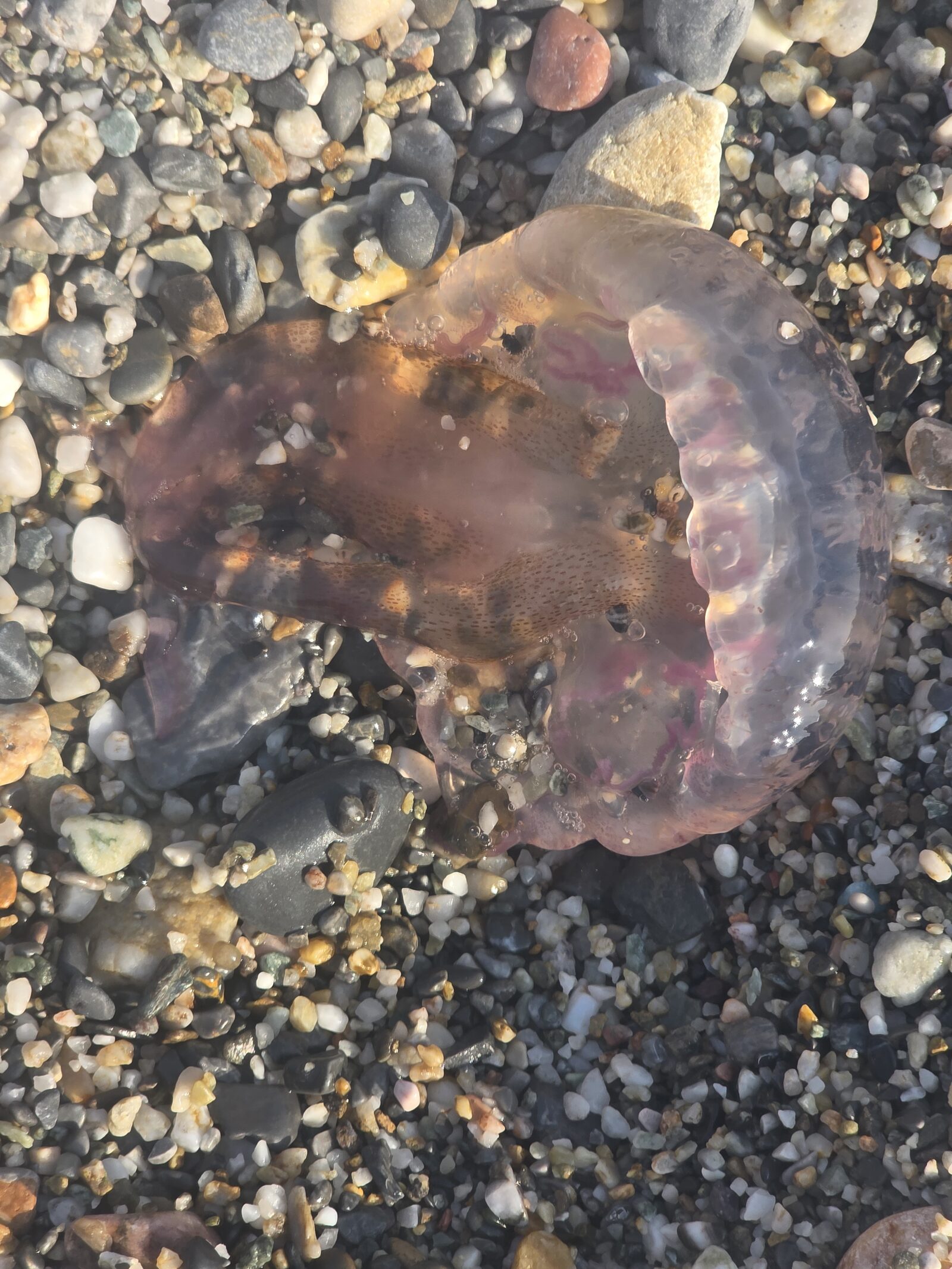 Pelagia Noctiluca