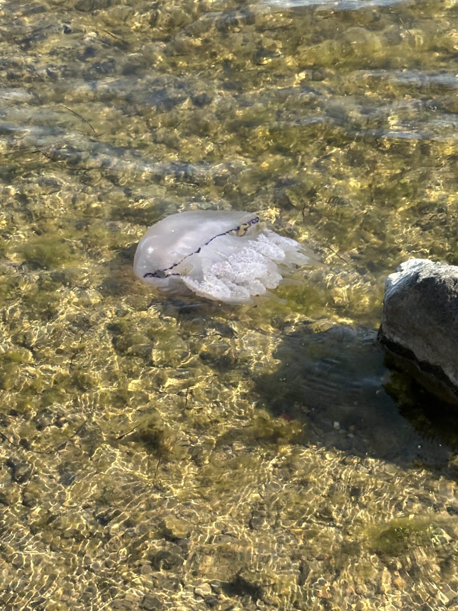 Rhizostoma octopus