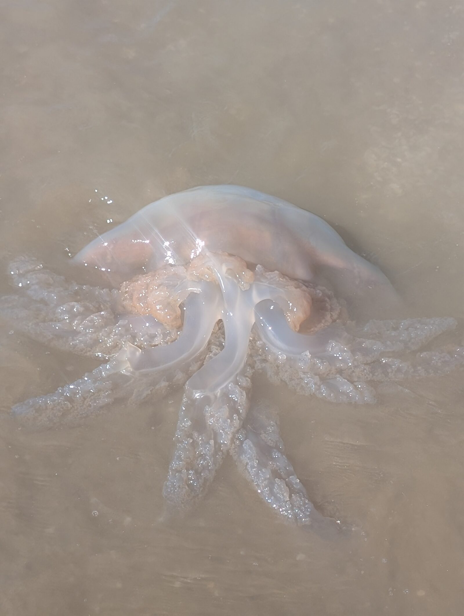 Rhizostoma octopus