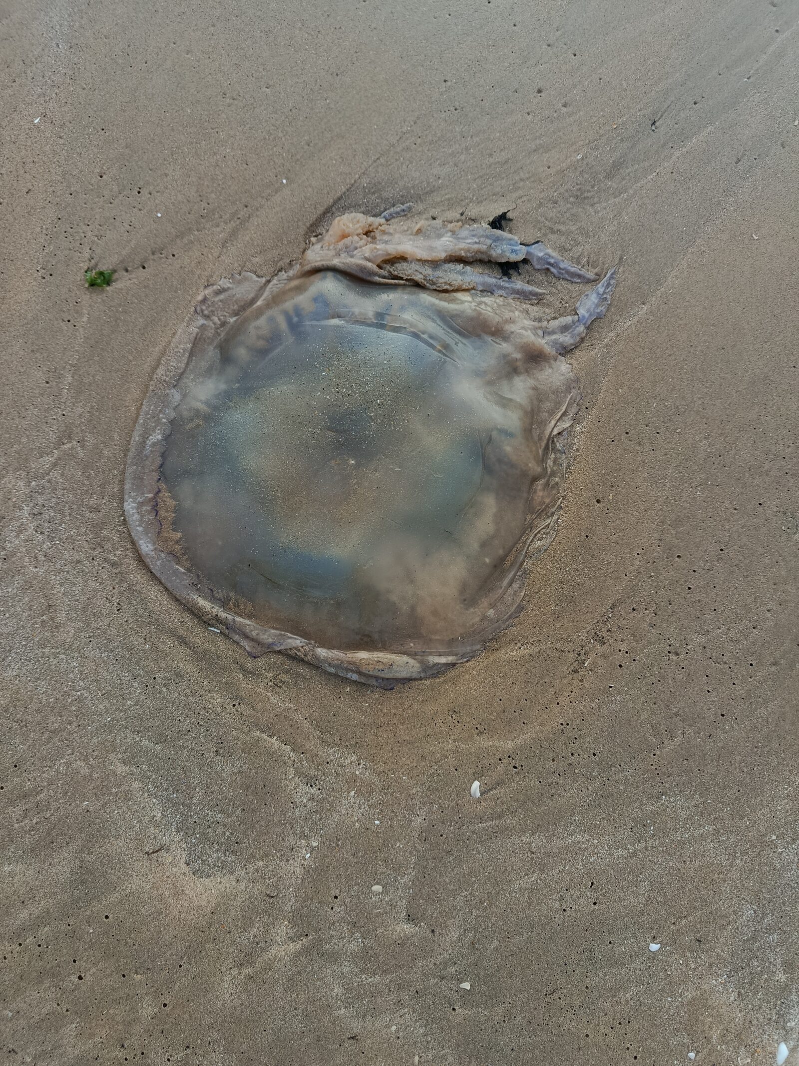 Rhizostoma octopus