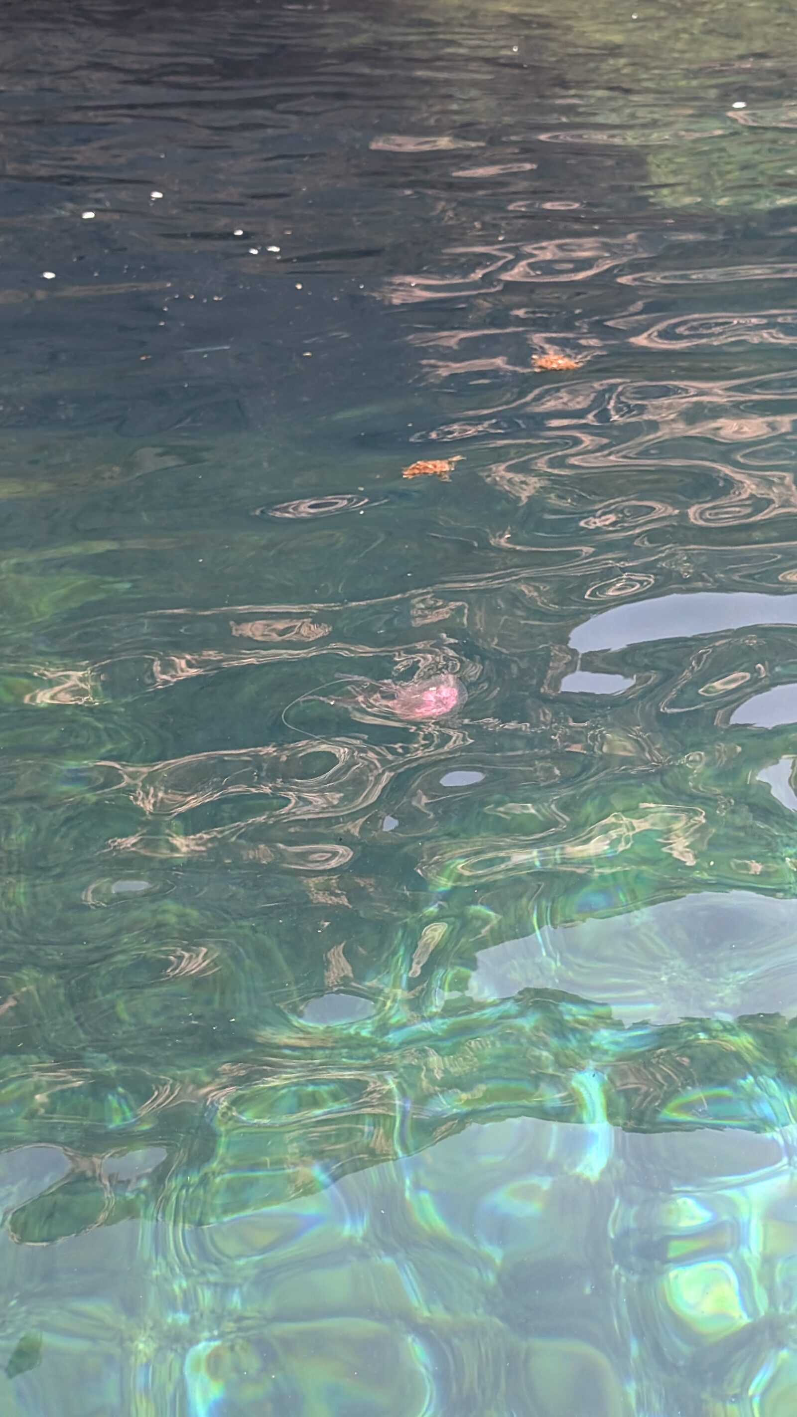 Pelagia Noctiluca