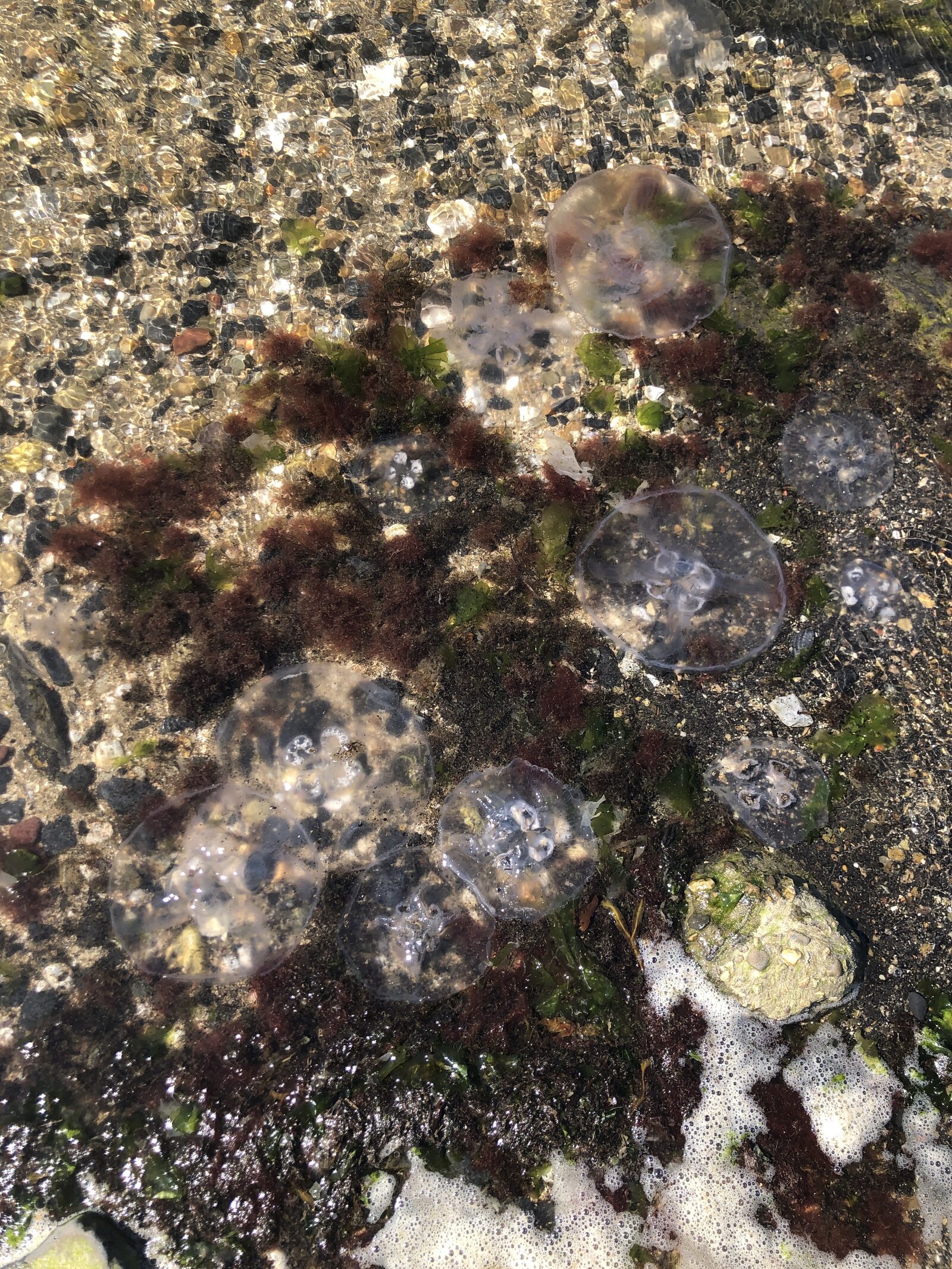 Aurelia Aurita