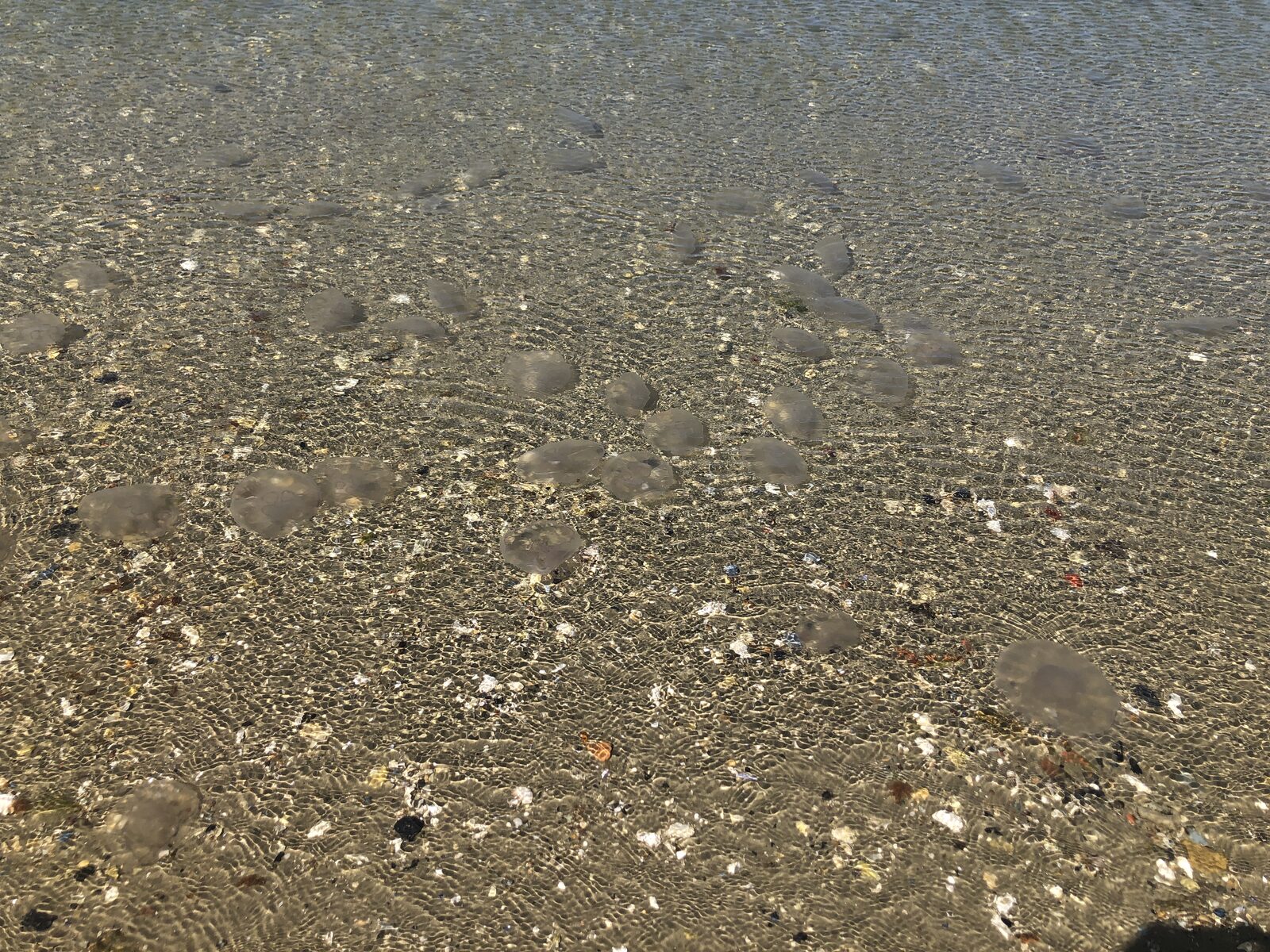 Aurelia Aurita