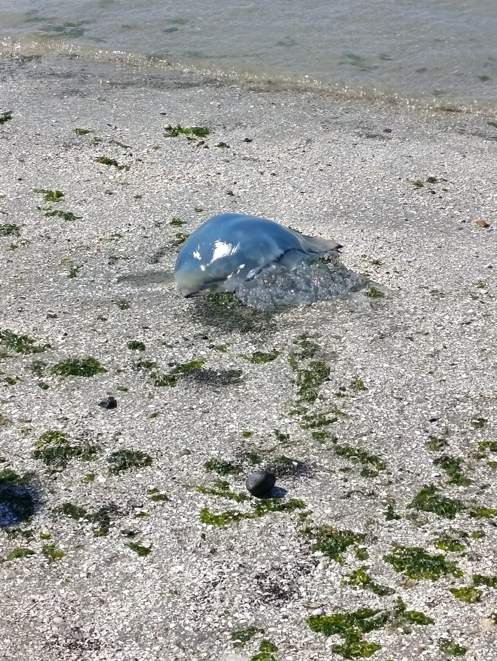 Rhizostoma octopus