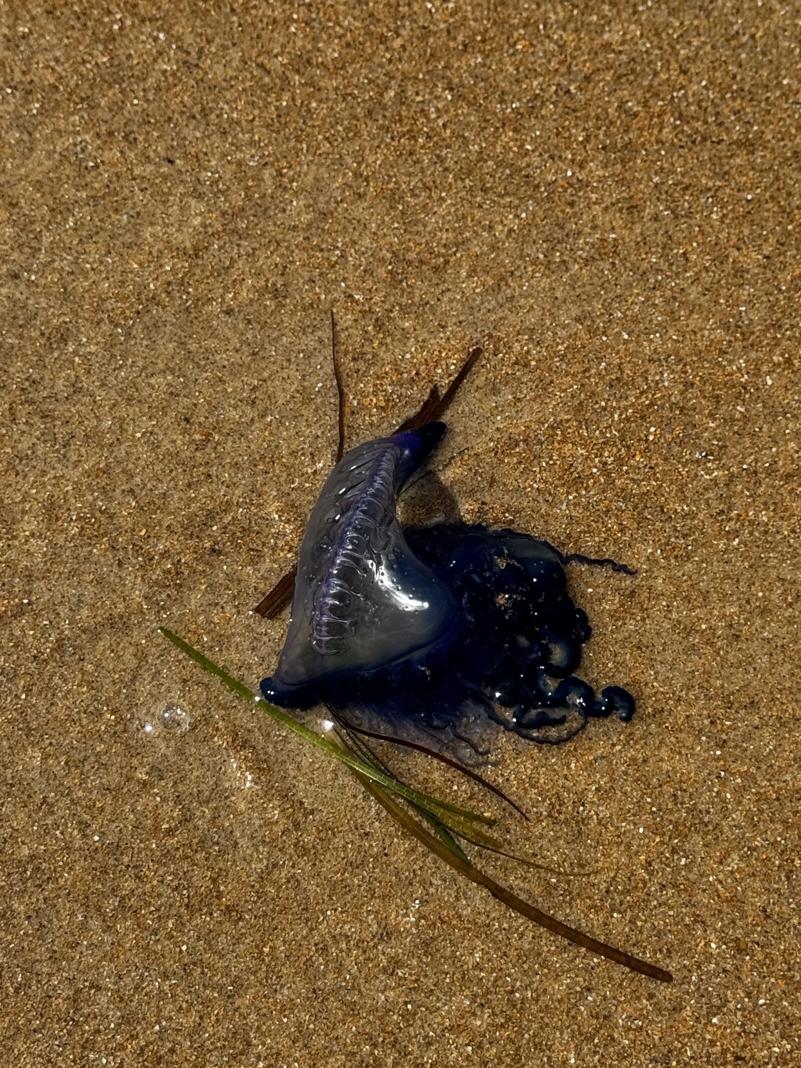 Physalia physalis
