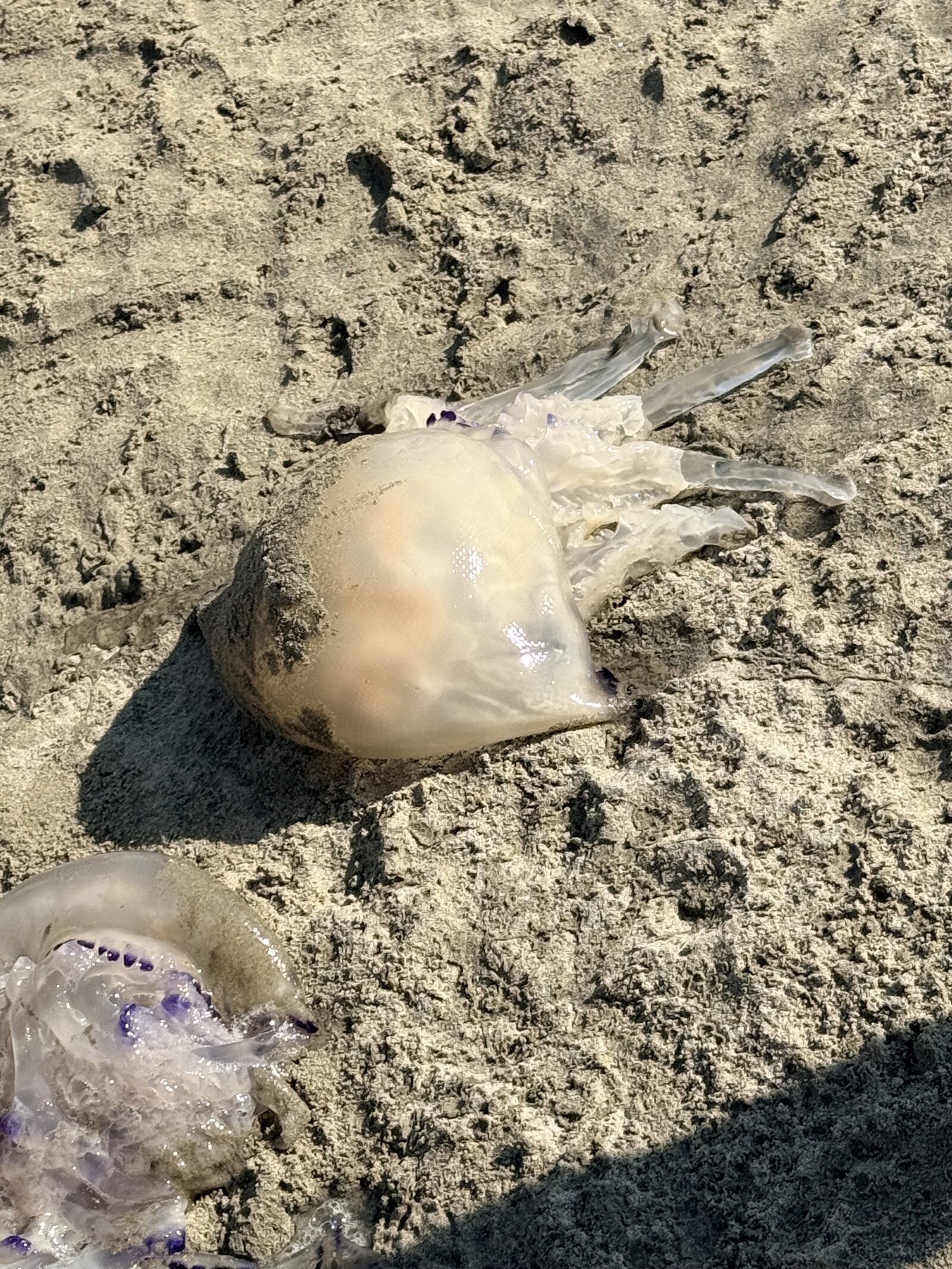 Rhizostoma octopus