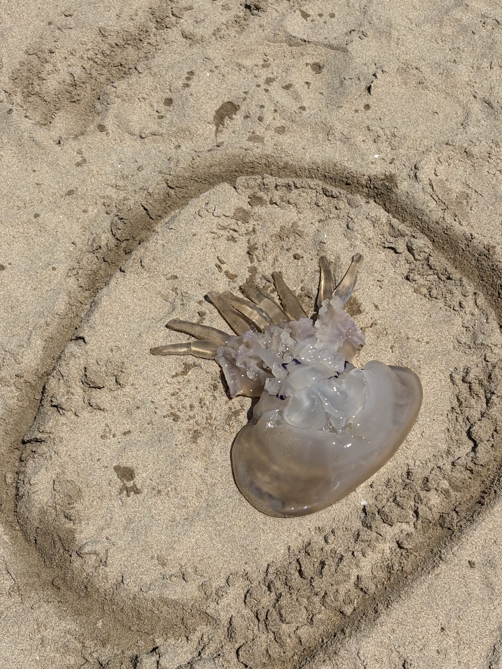 Rhizostoma octopus