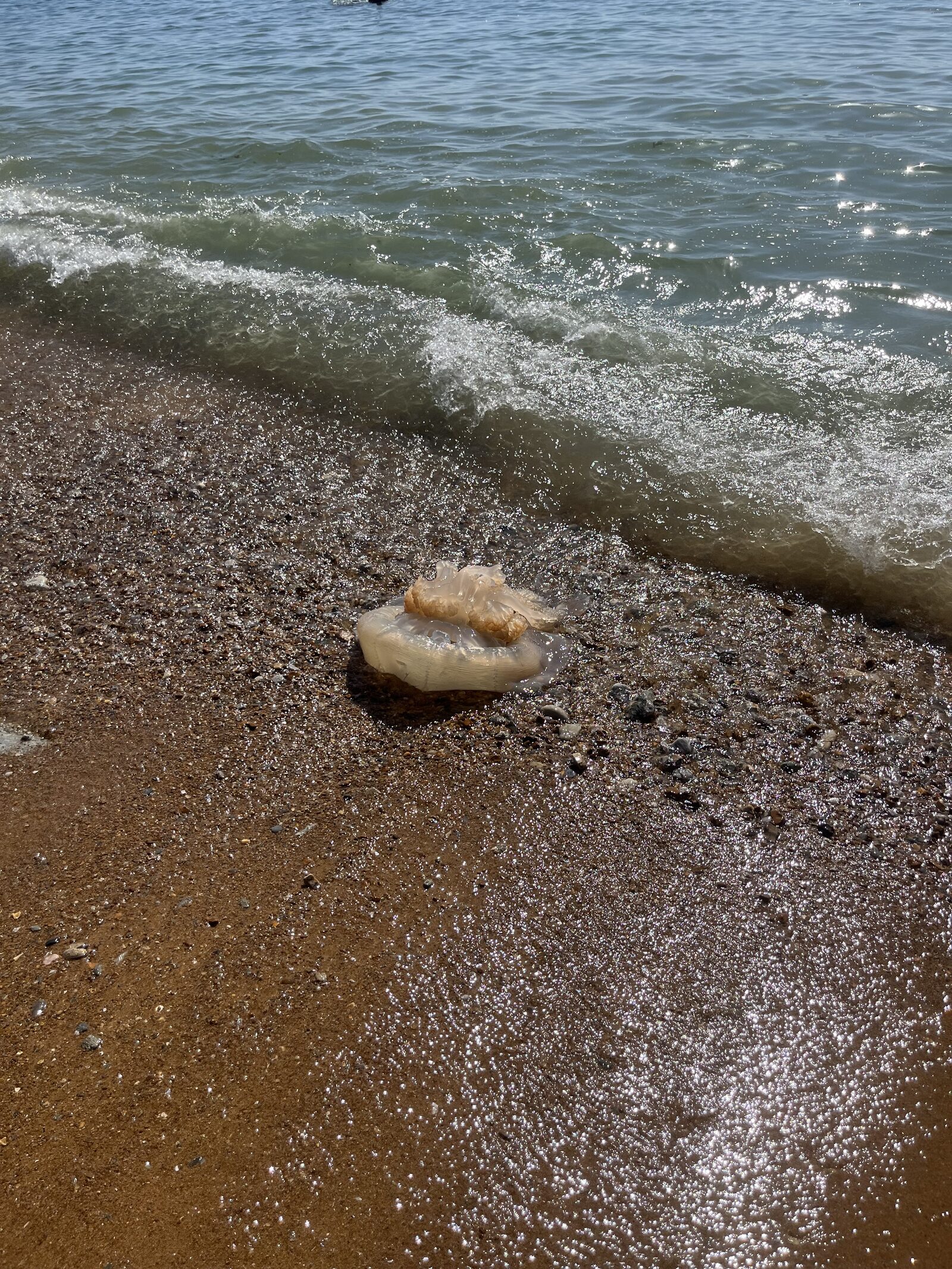 Rhizostoma octopus