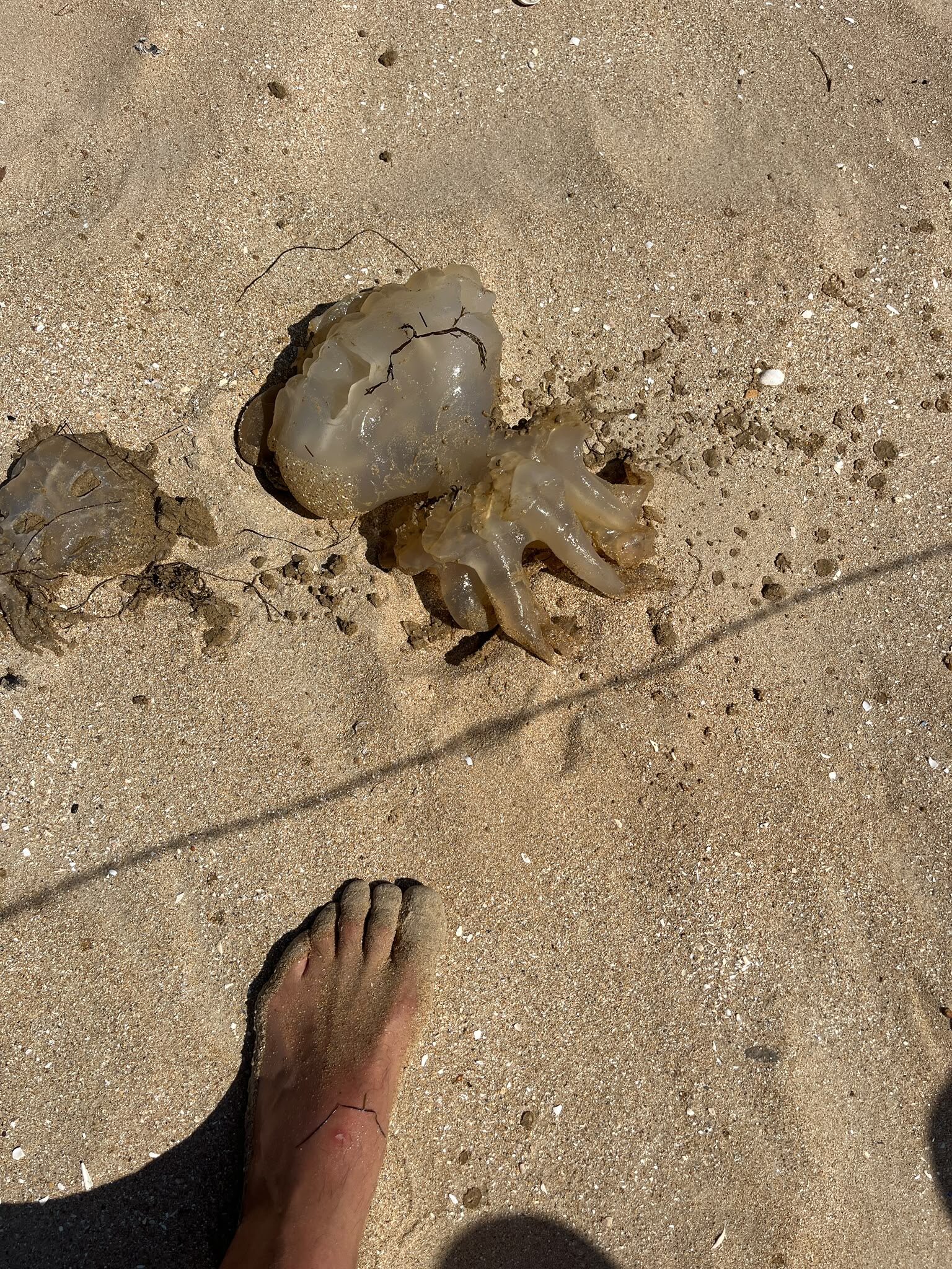 Rhizostoma octopus