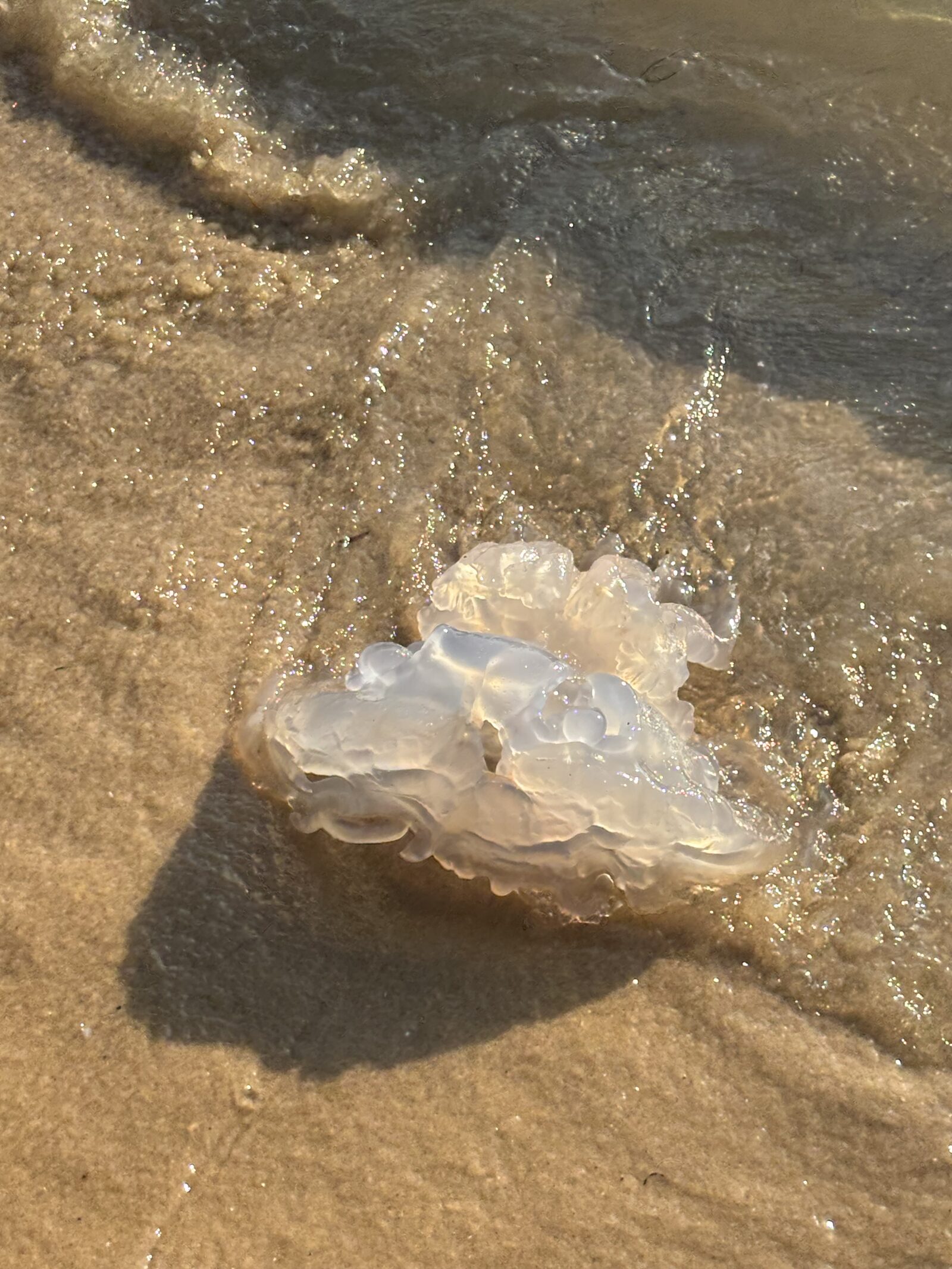 Rhizostoma octopus