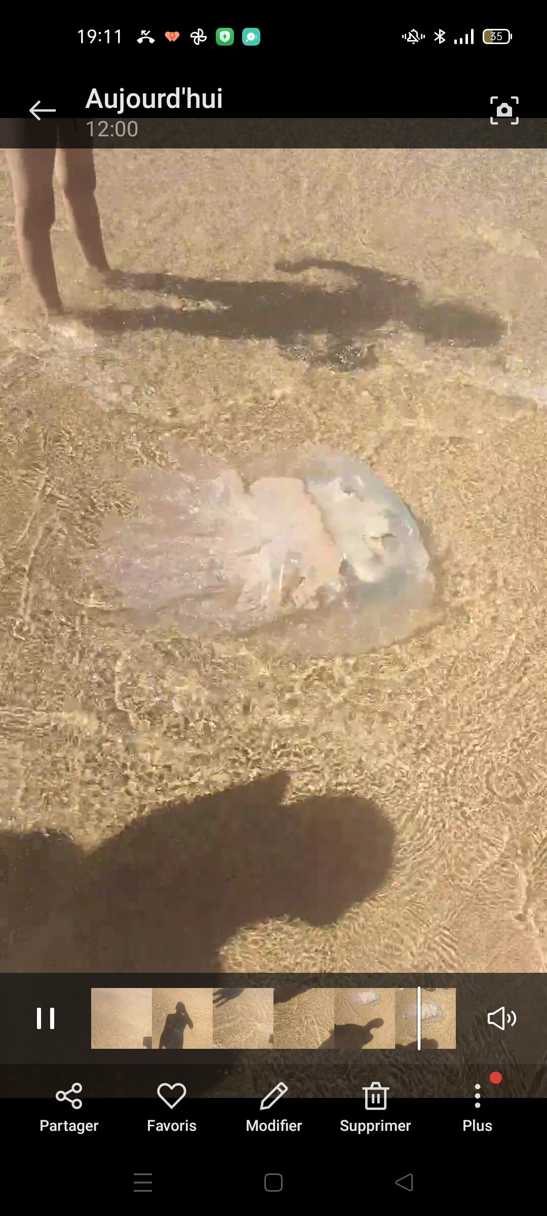 Rhizostoma octopus