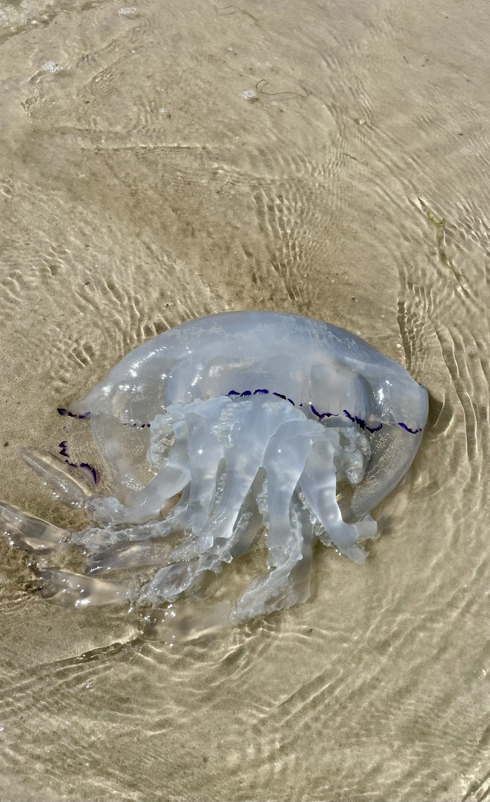 Rhizostoma octopus