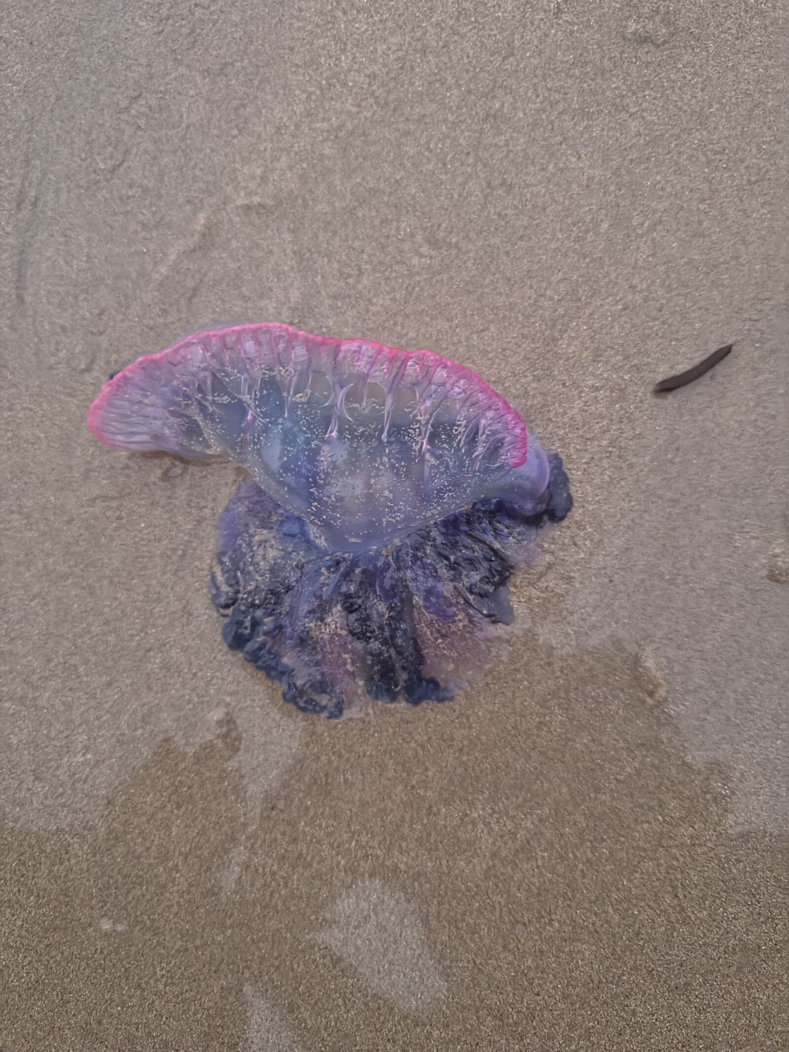 Physalia physalis