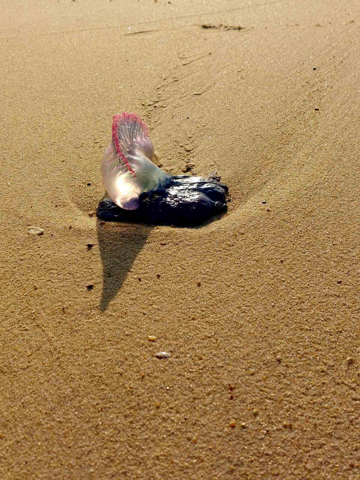 Physalia physalis