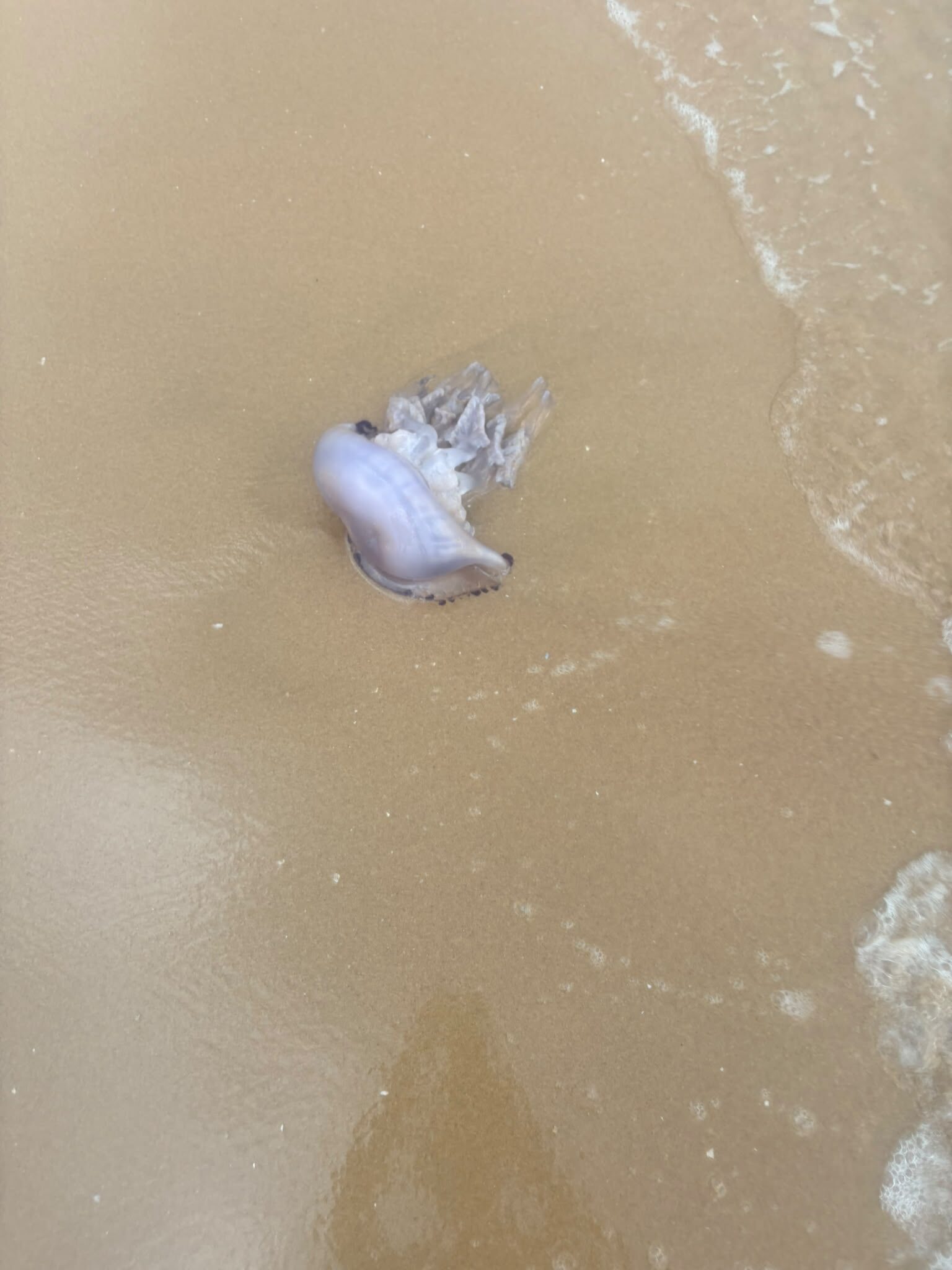 Rhizostoma octopus