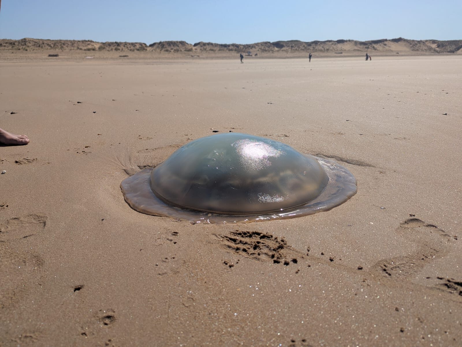 Rhizostoma octopus