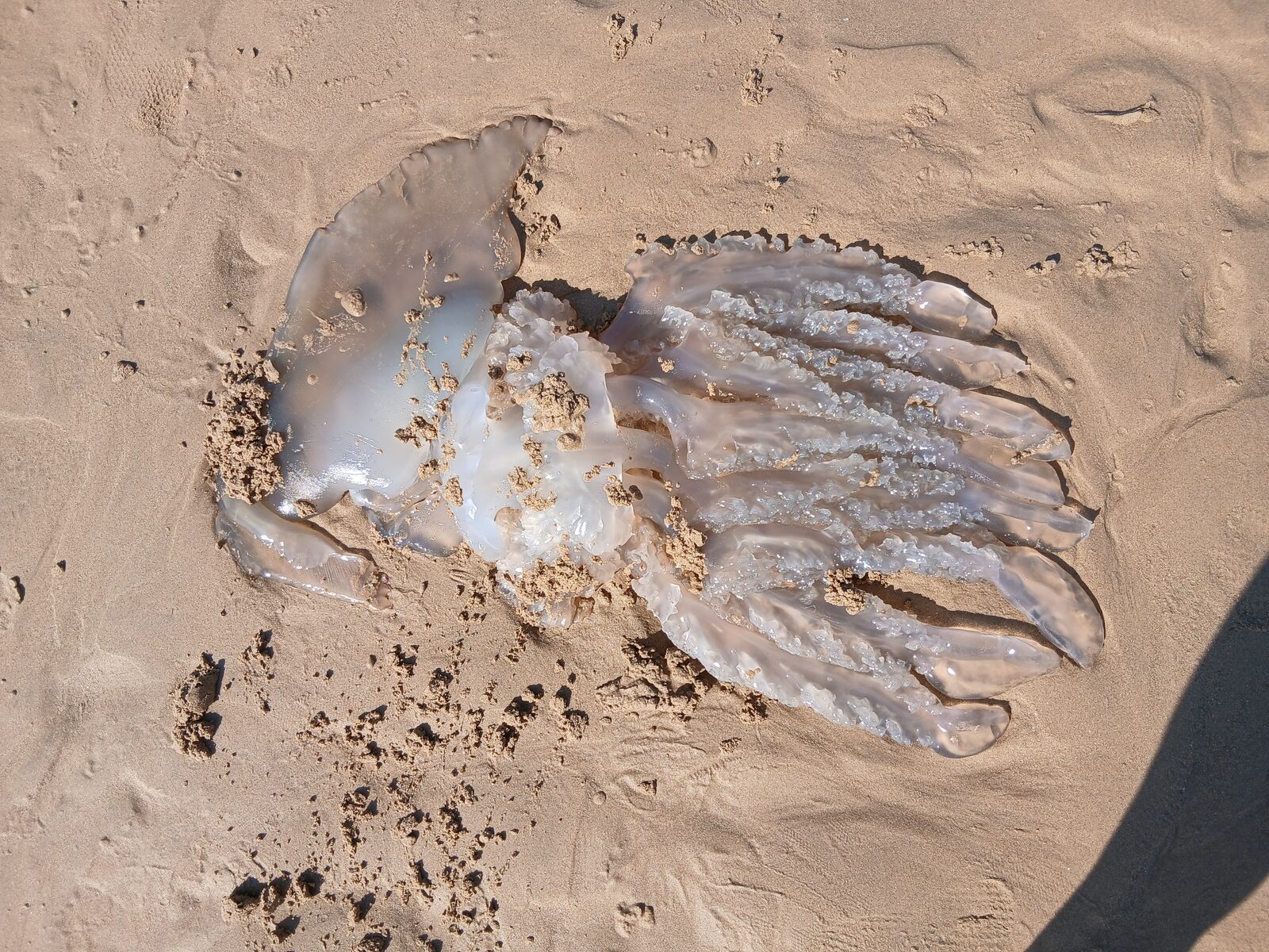 Rhizostoma octopus